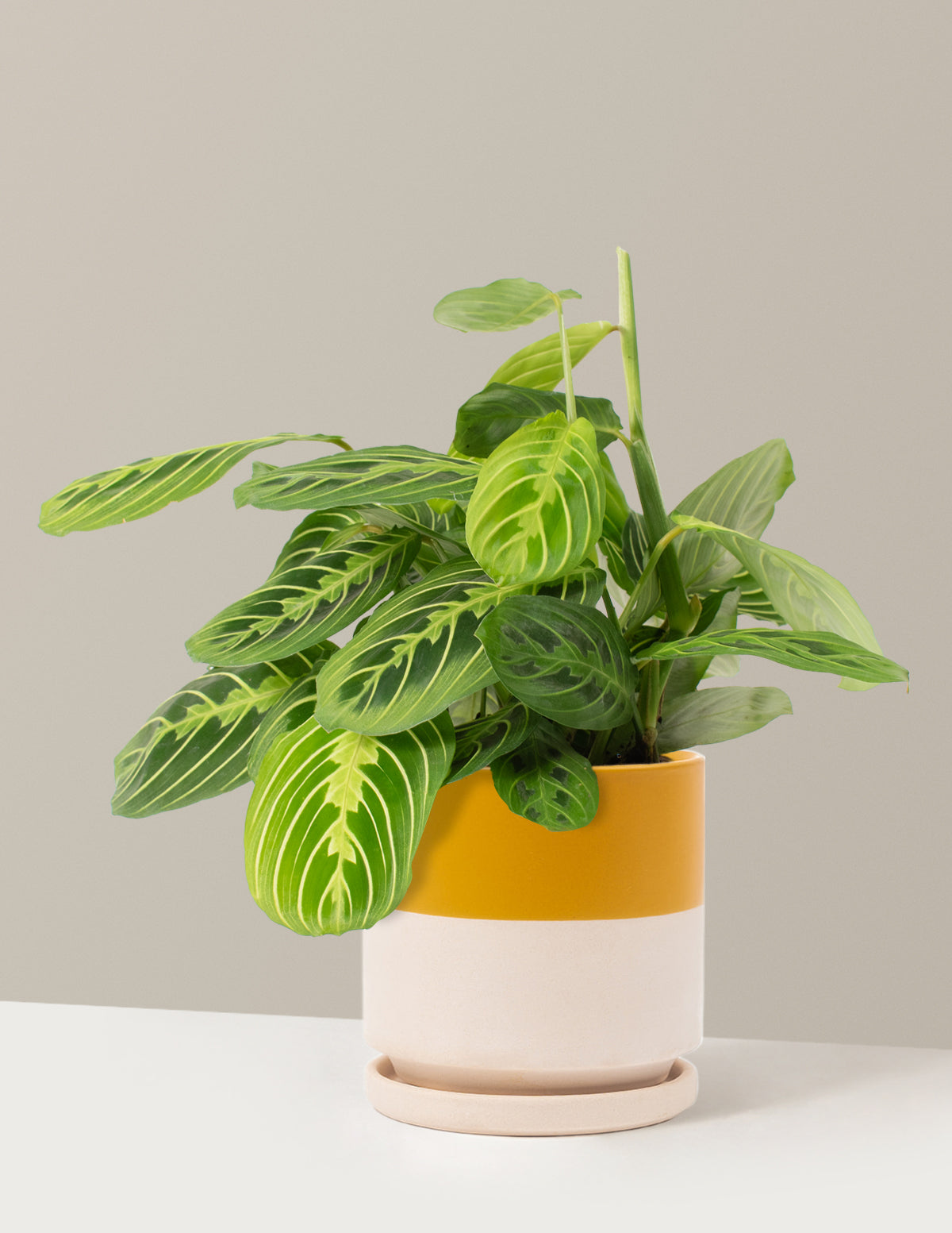 Lemon Lime Prayer Plant