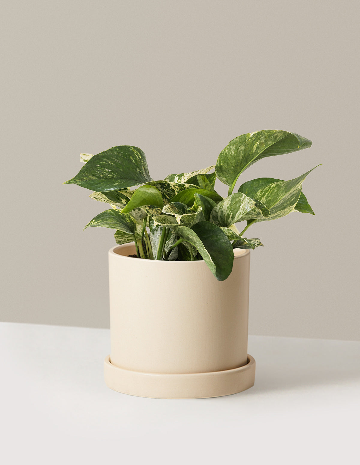 Pothos Marble Queen