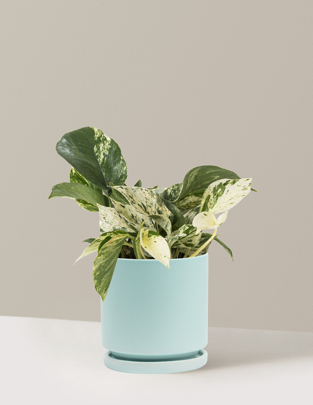 Pothos Marble Queen