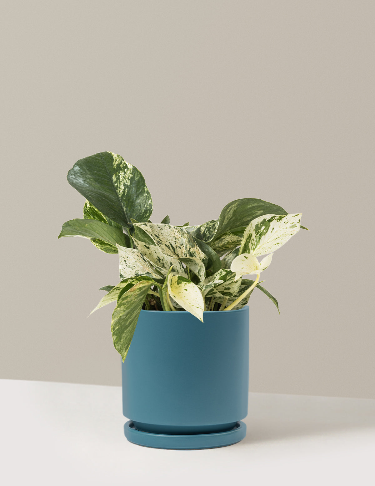 Pothos Marble Queen