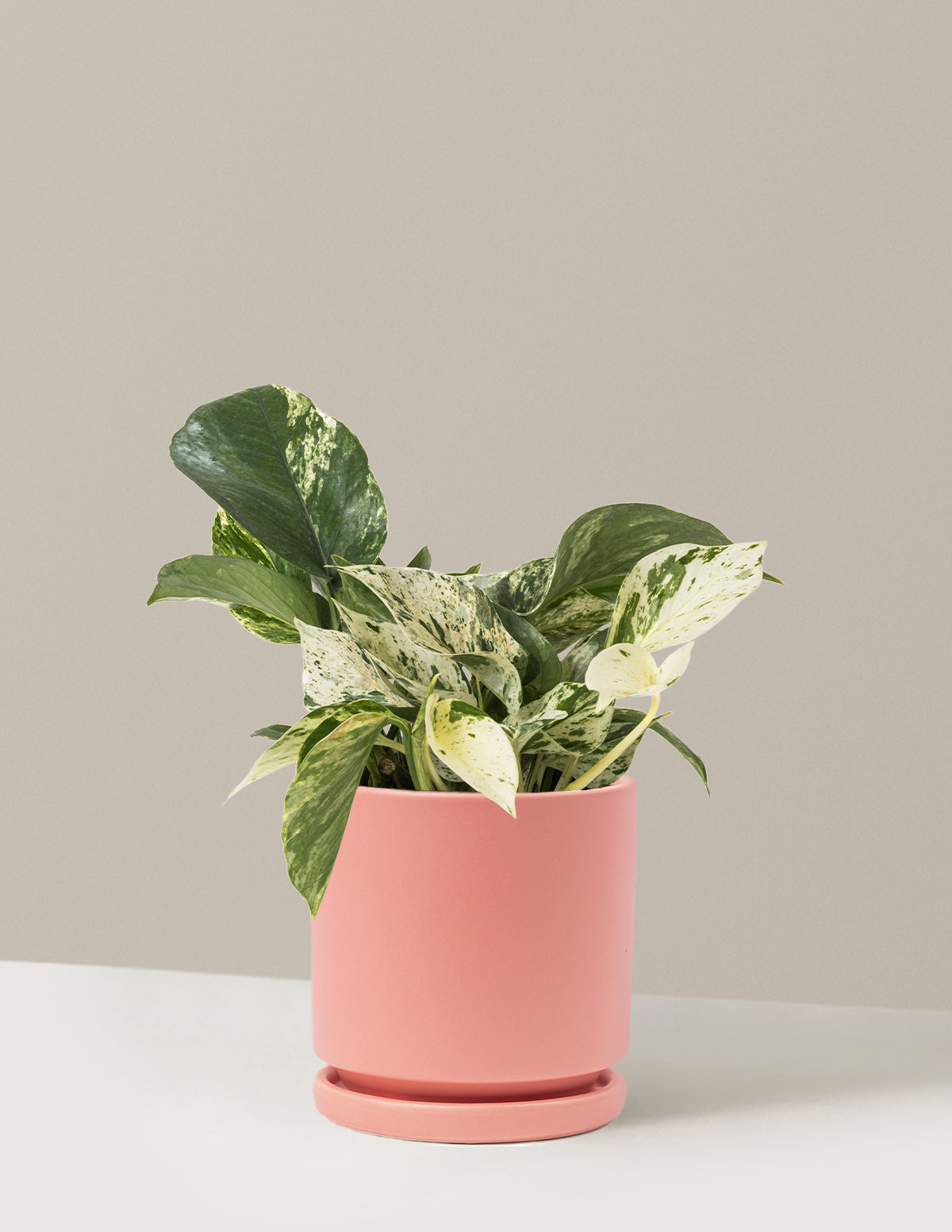 Pothos Marble Queen