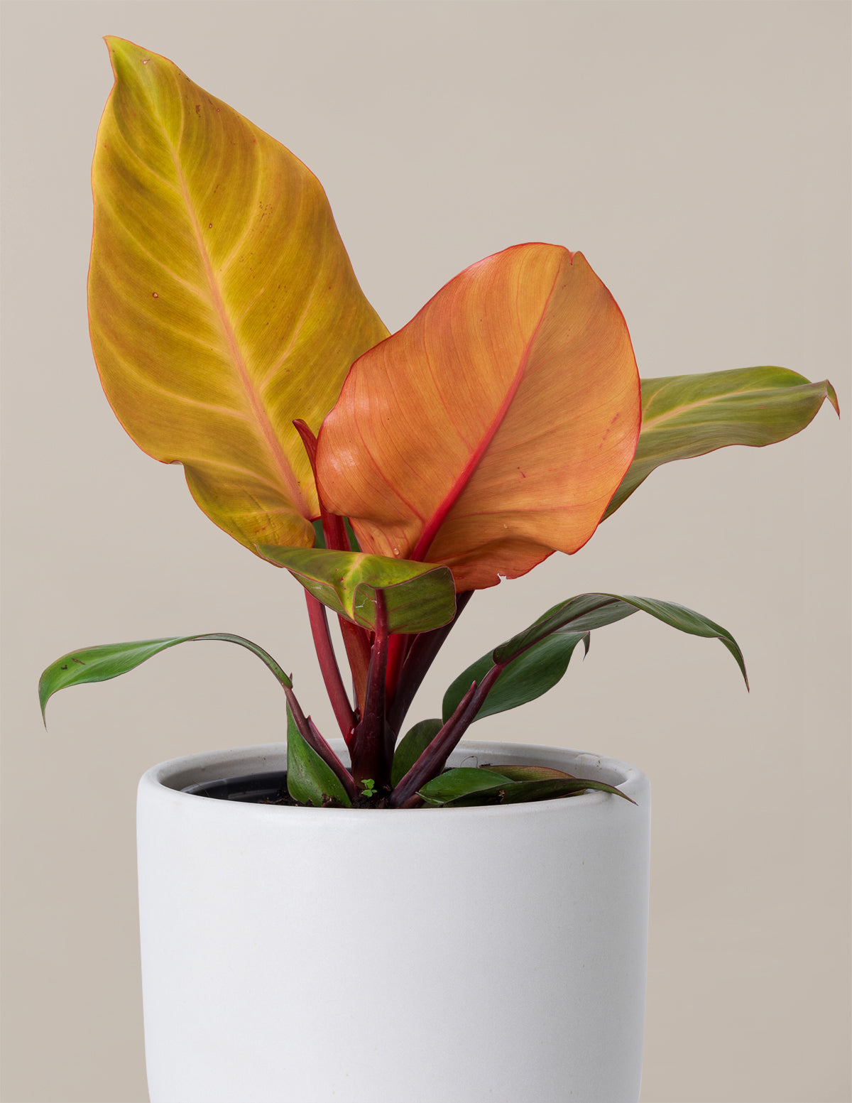 Philodendron McColley’s Finale