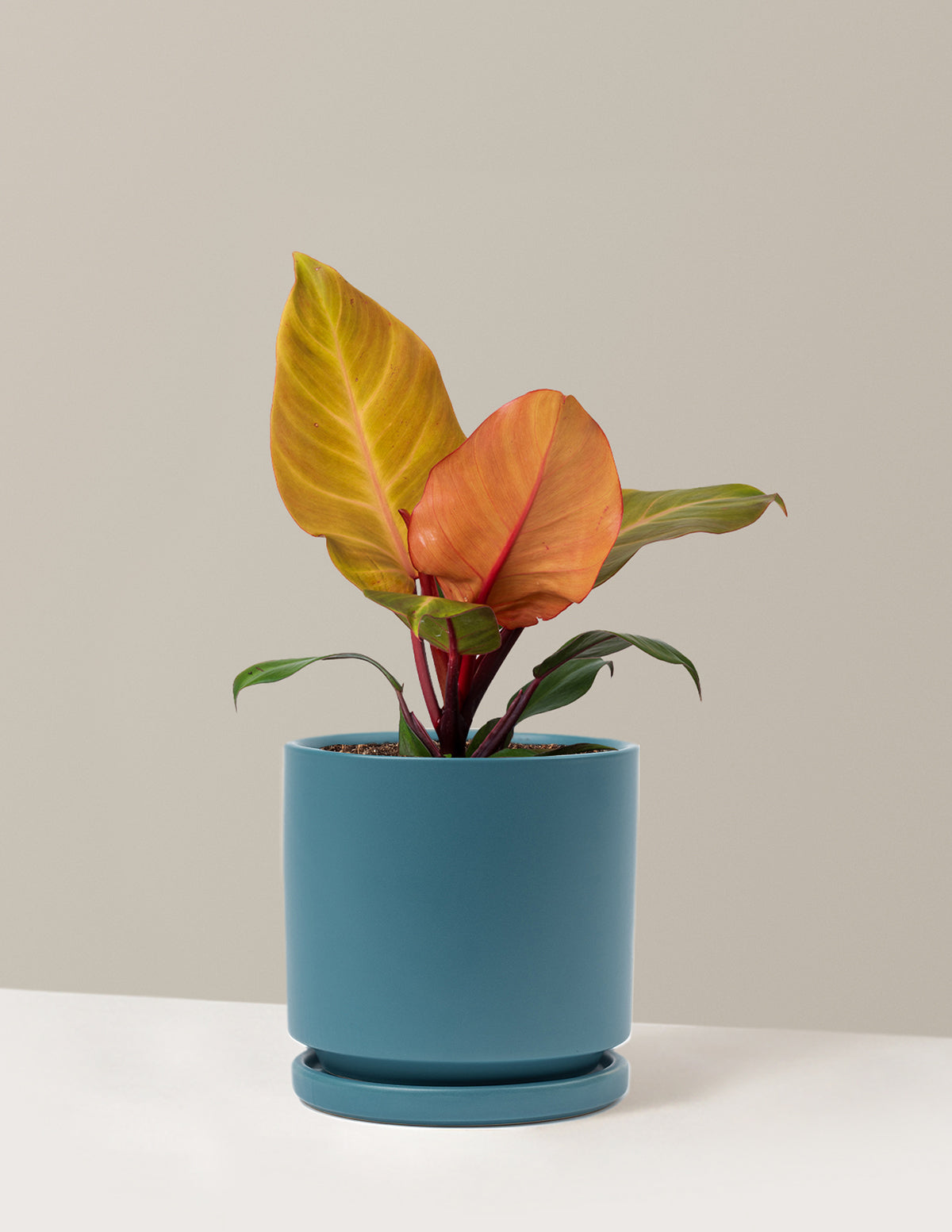Philodendron McColley’s Finale
