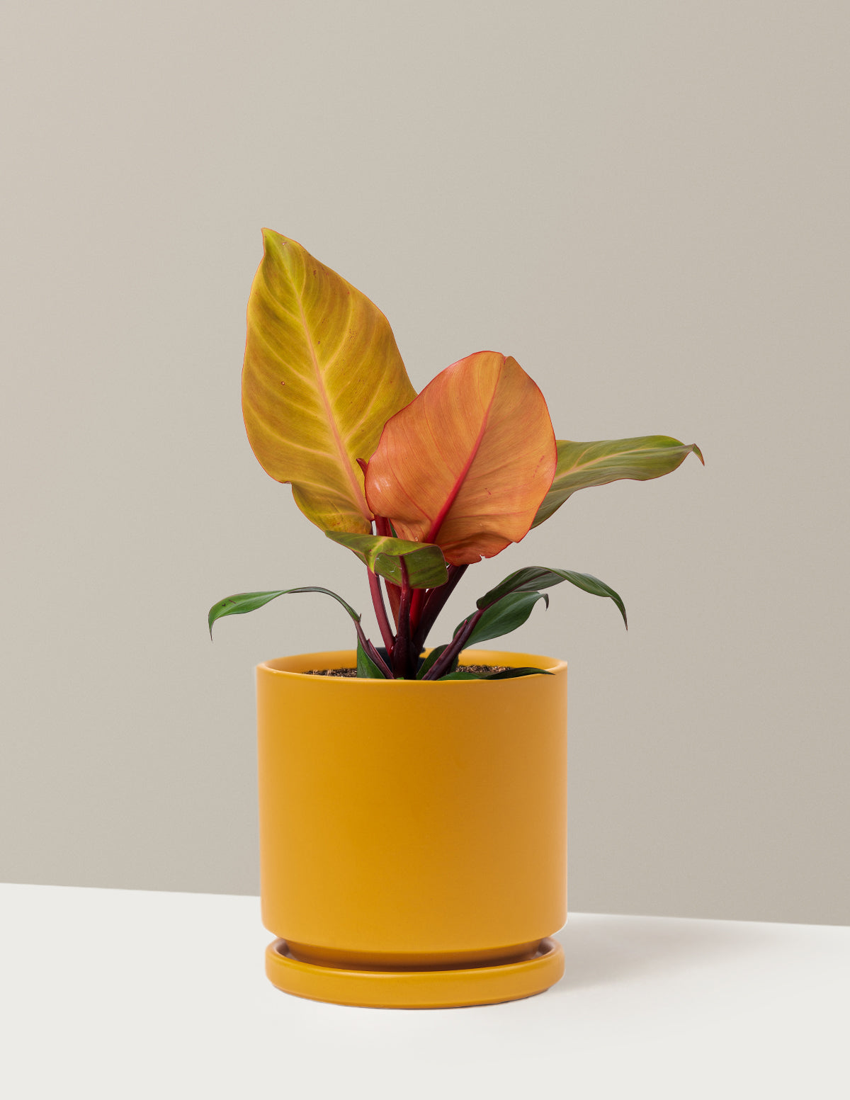 Philodendron McColley’s Finale