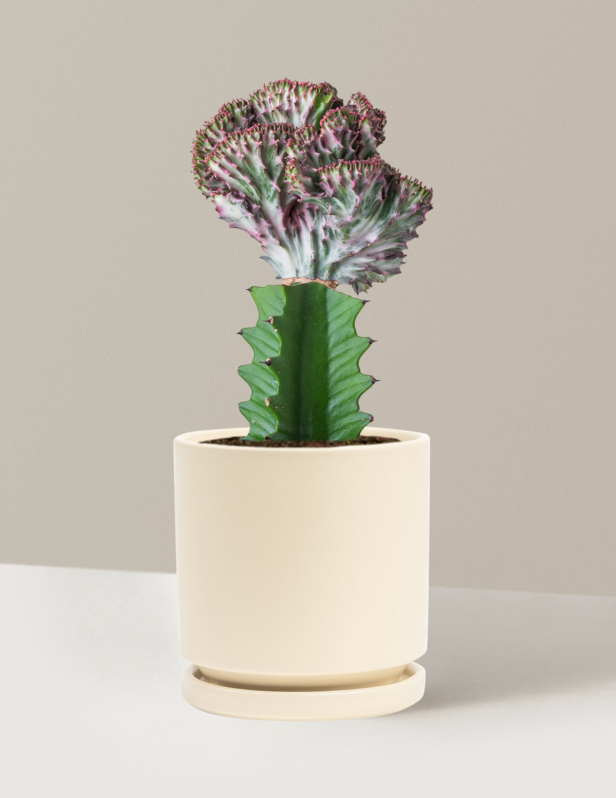 Mermaid Tail Cactus