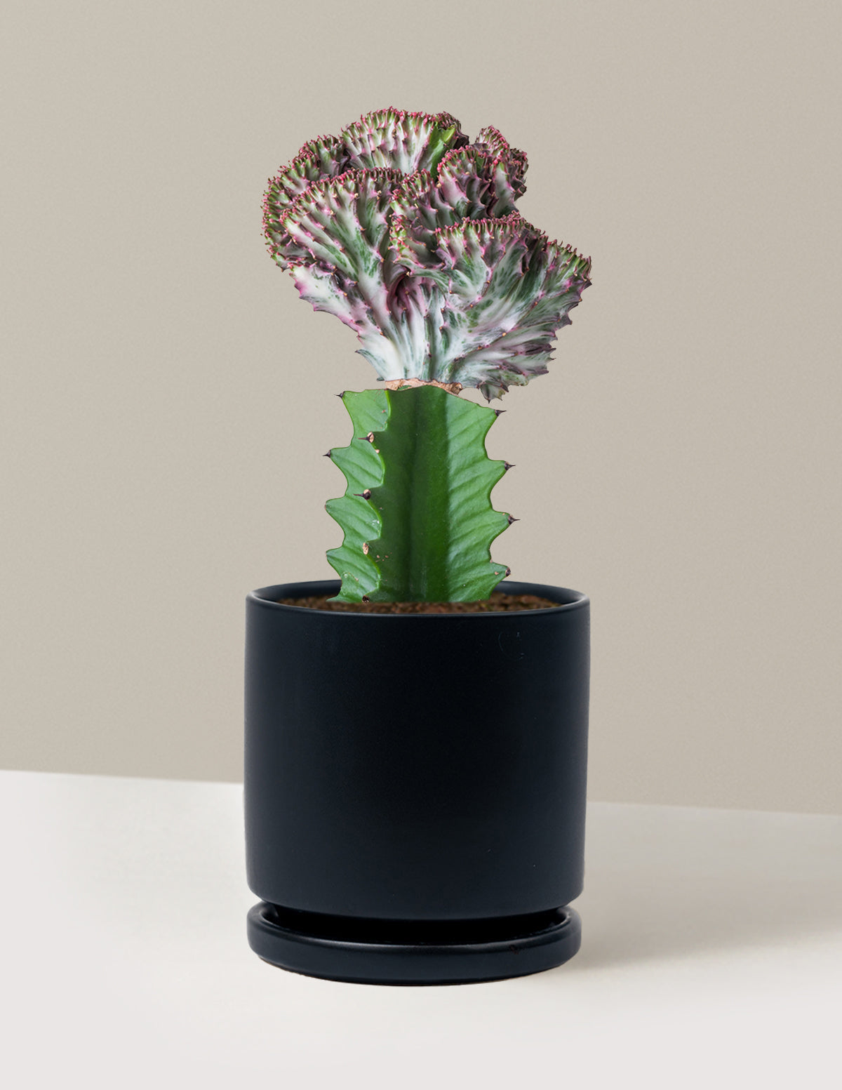 Mermaid Tail Cactus