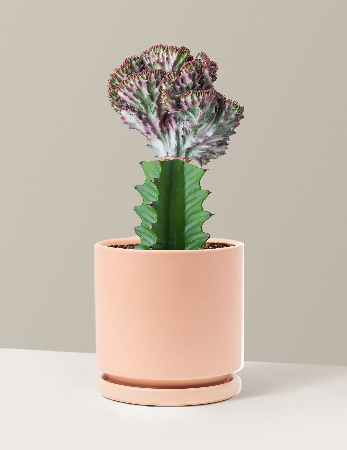 Mermaid Tail Cactus