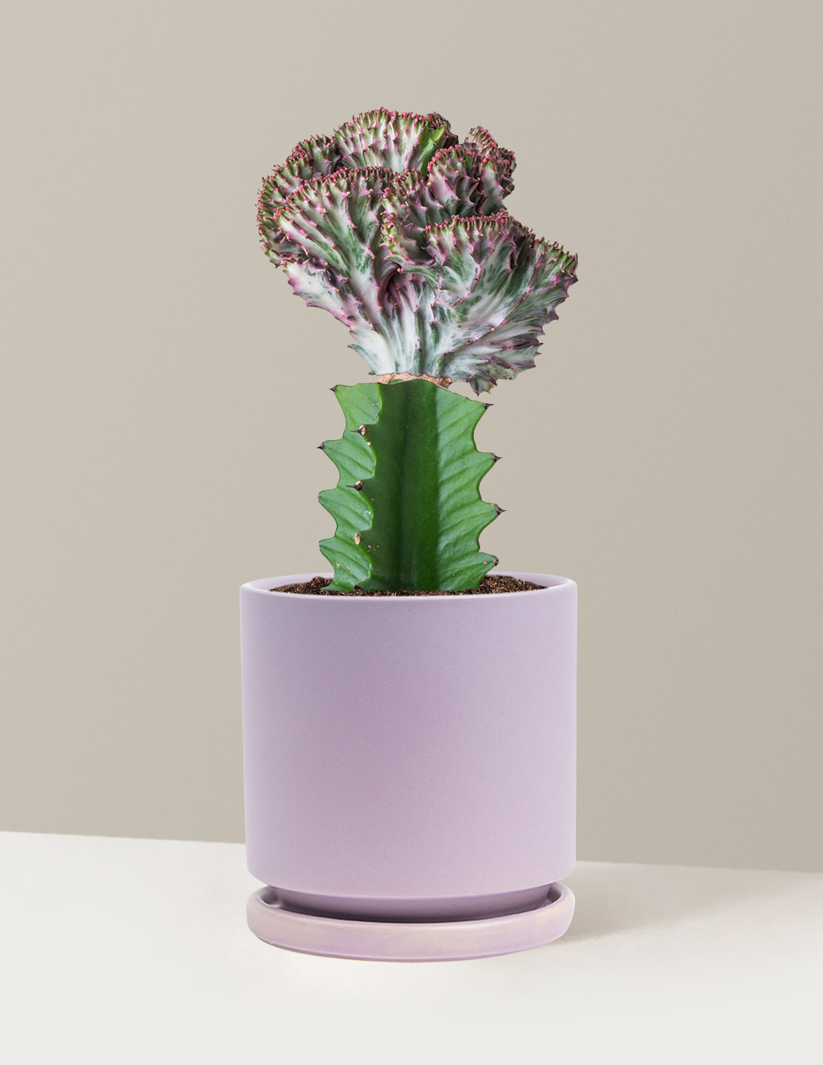 Mermaid Tail Cactus