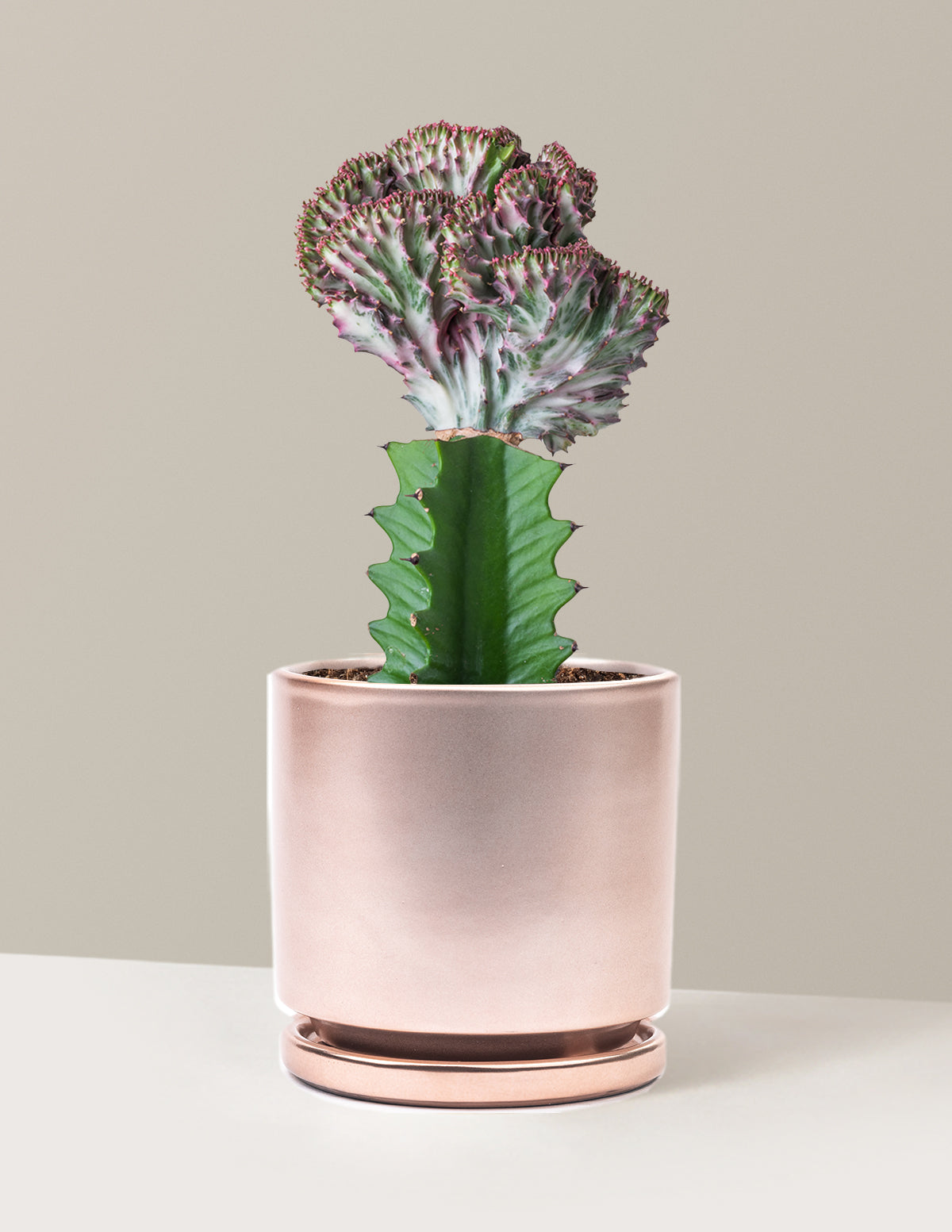 Mermaid Tail Cactus