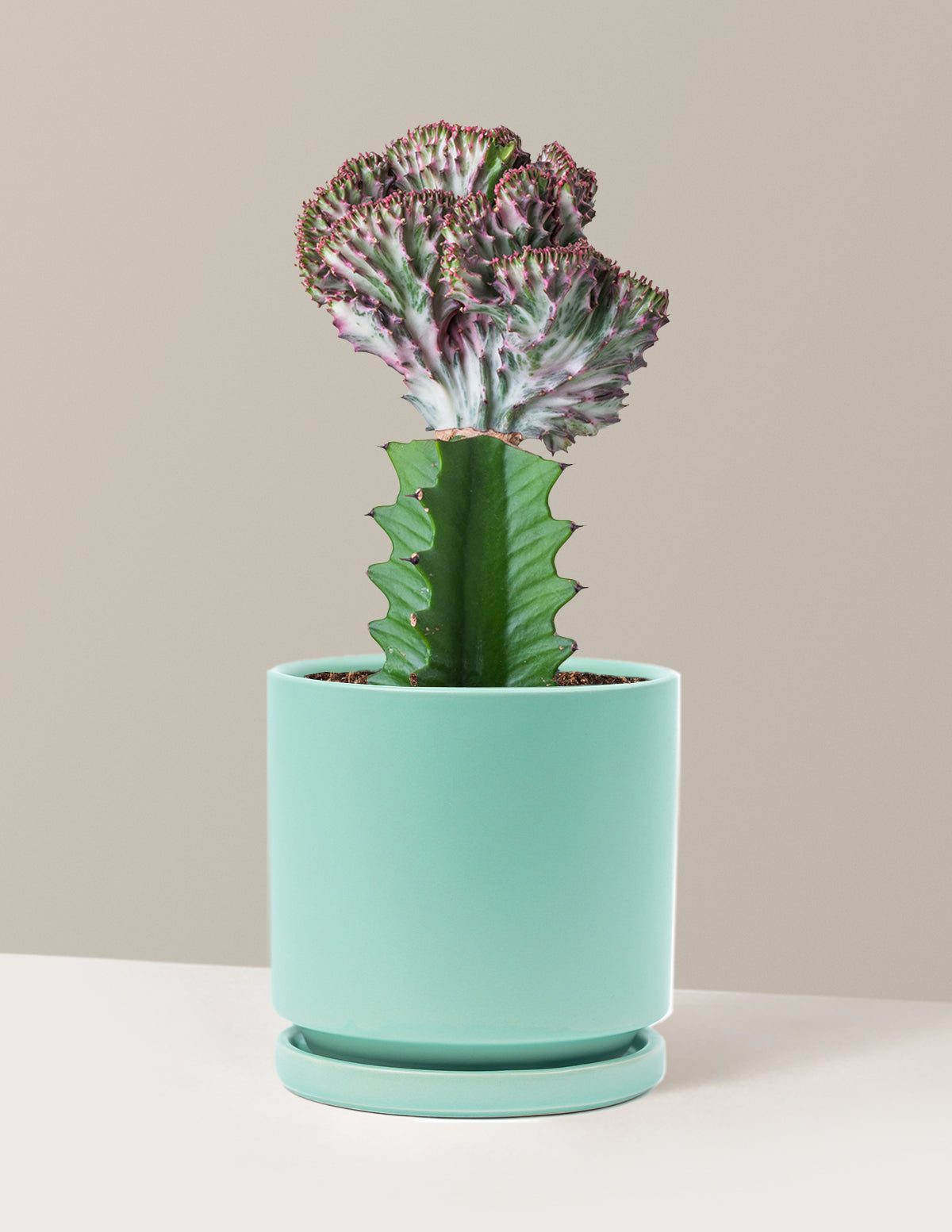Mermaid Tail Cactus