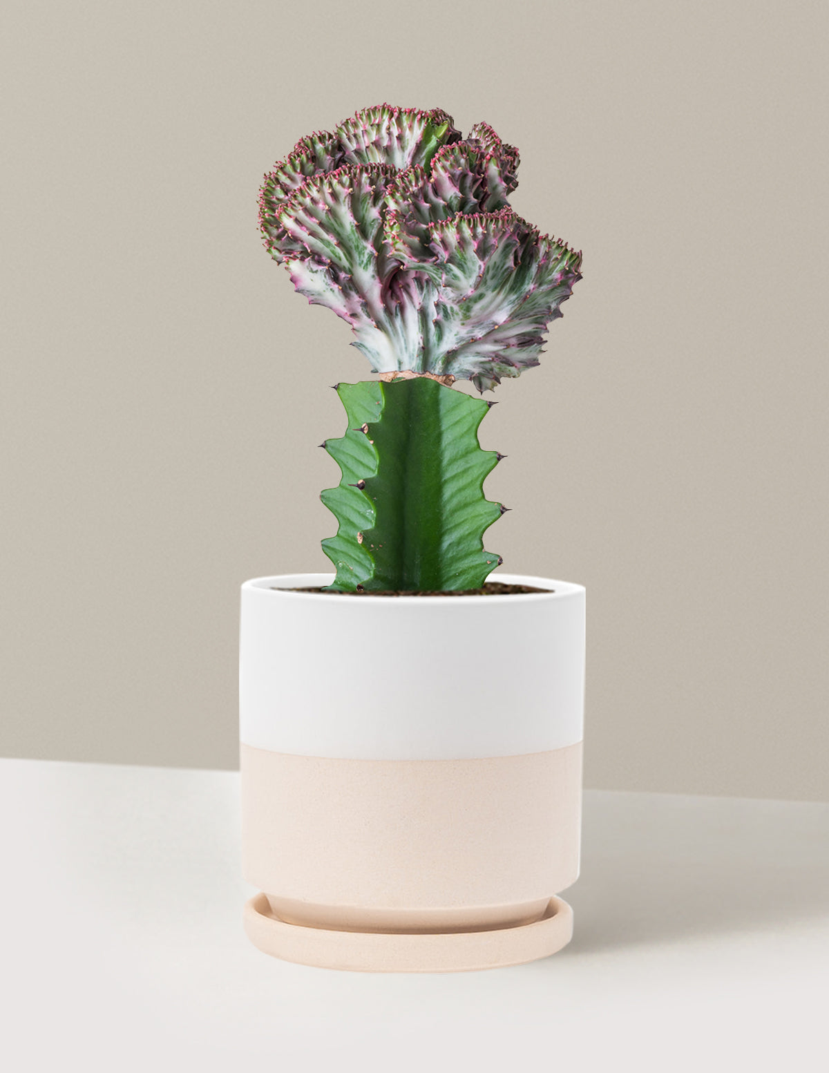 Mermaid Tail Cactus
