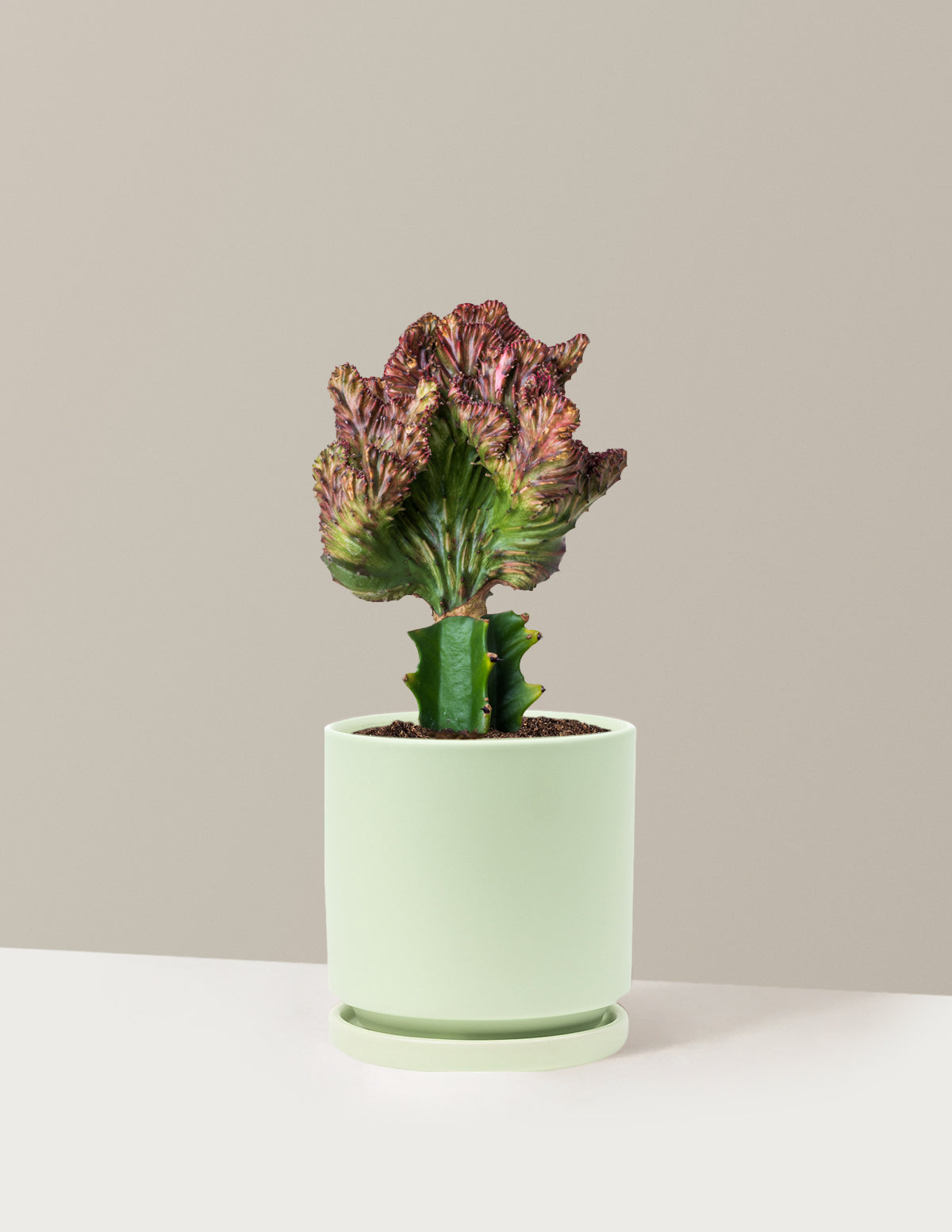 Mermaid Tail Cactus