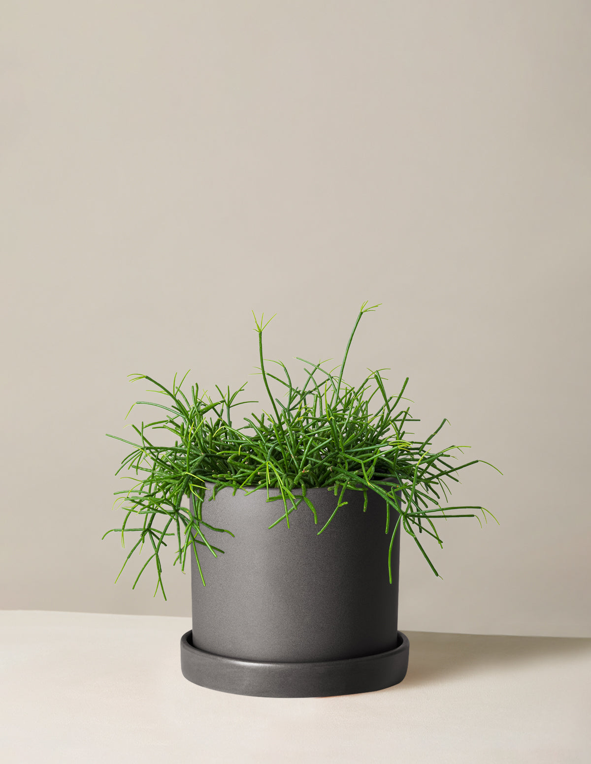 Mistletoe Cactus