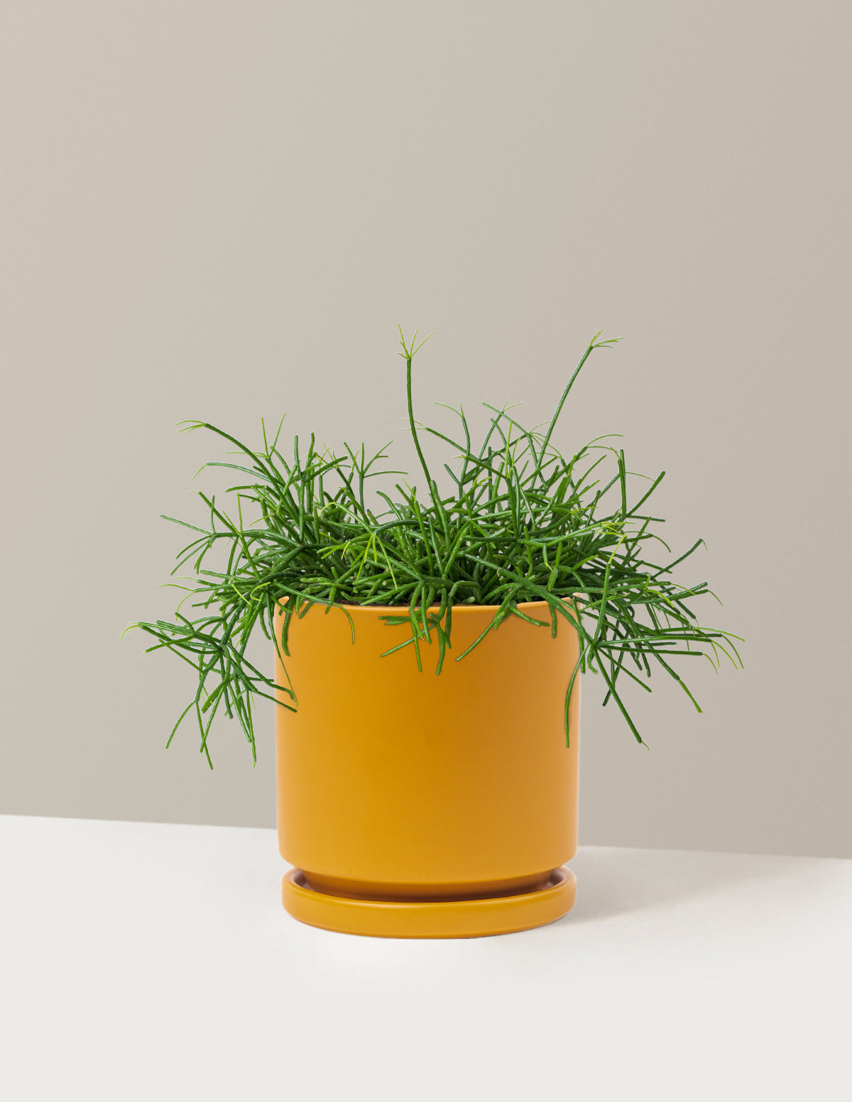Mistletoe Cactus