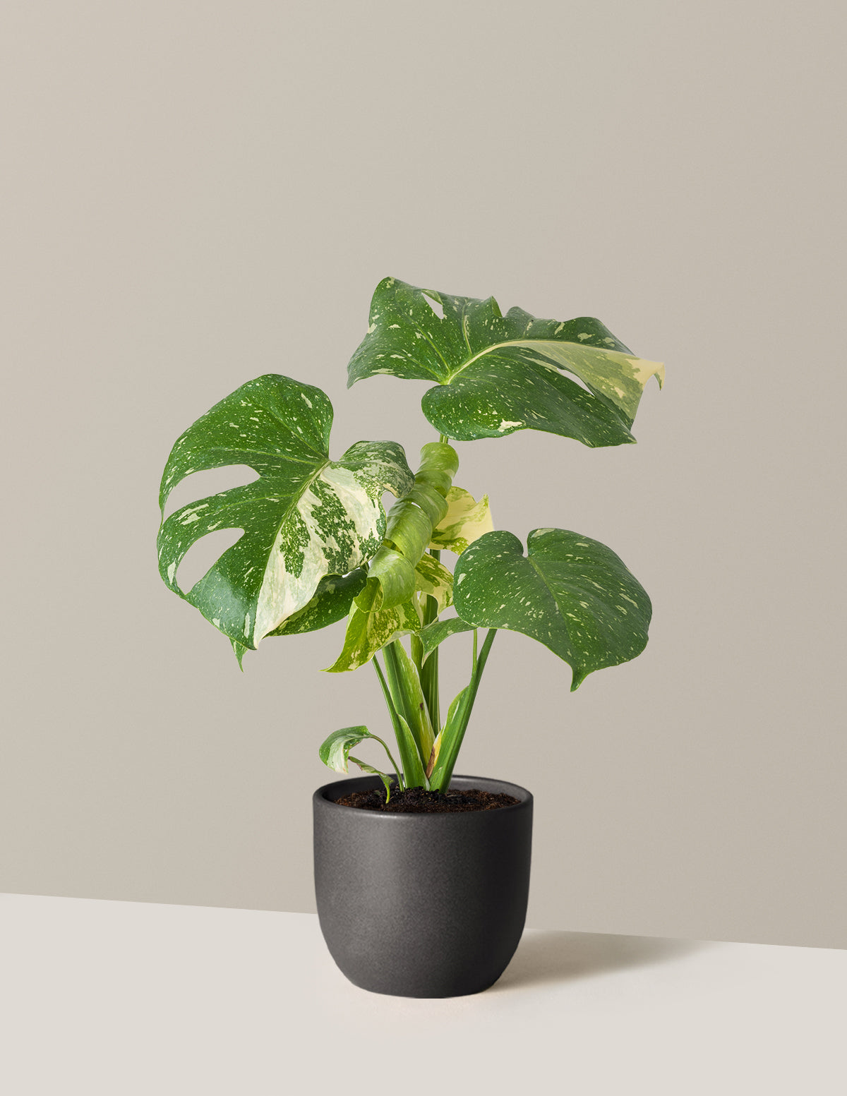 Monstera Thai Constellation