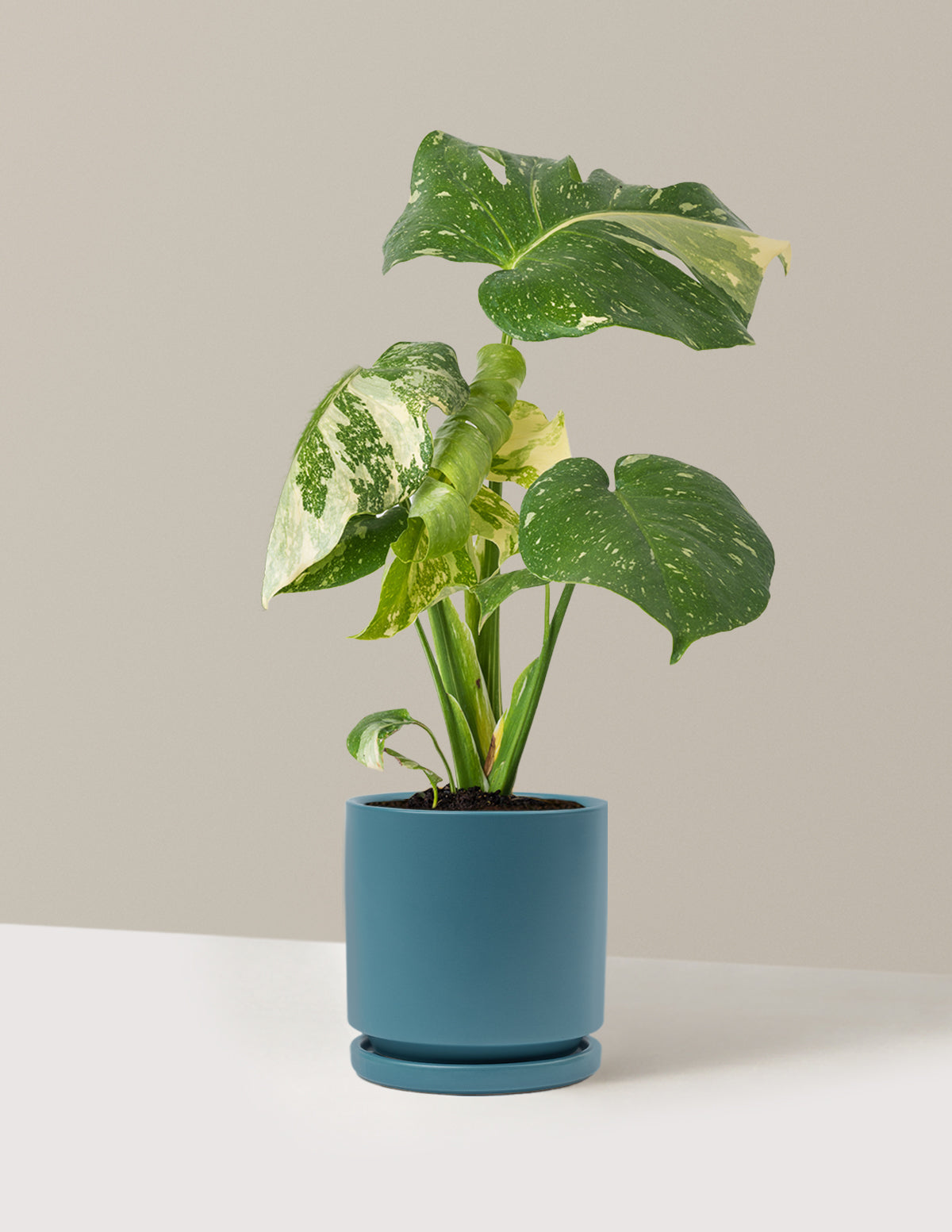 Monstera Thai Constellation