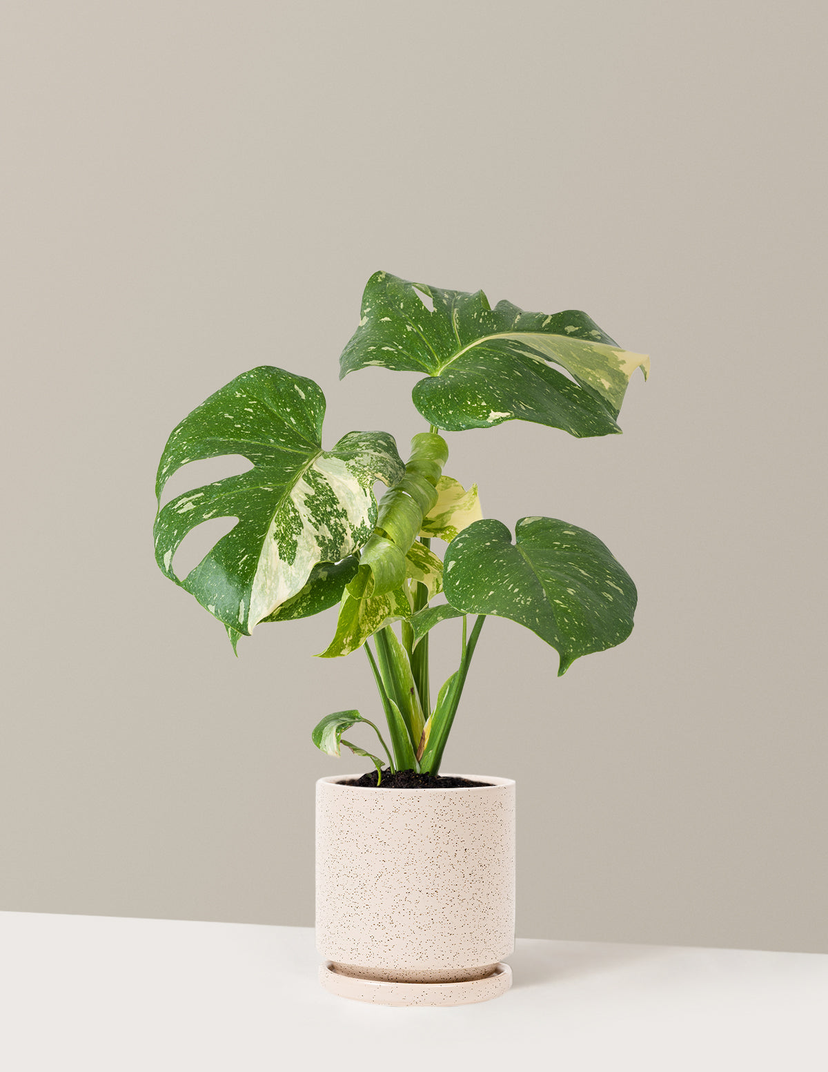 Monstera Thai Constellation