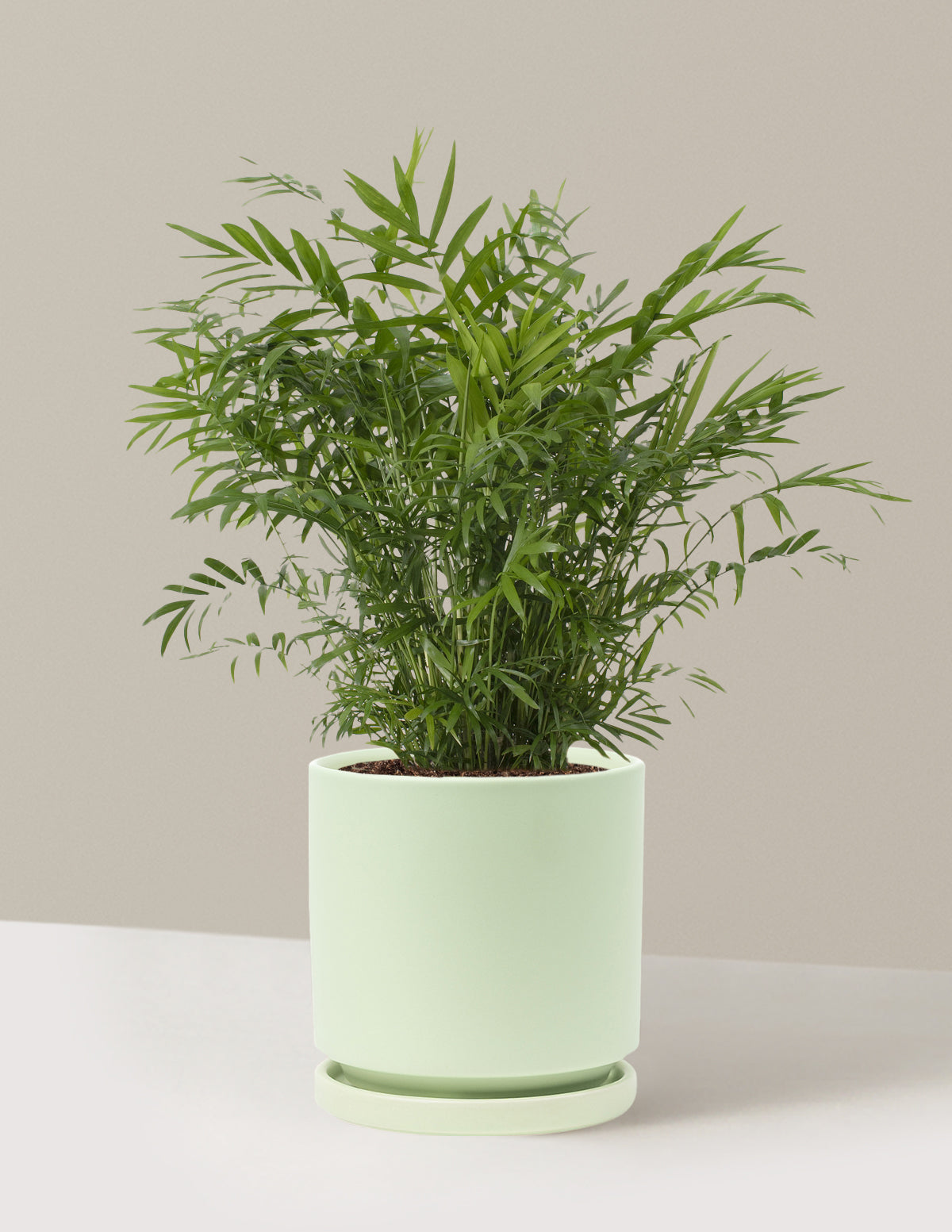 Parlor Palm