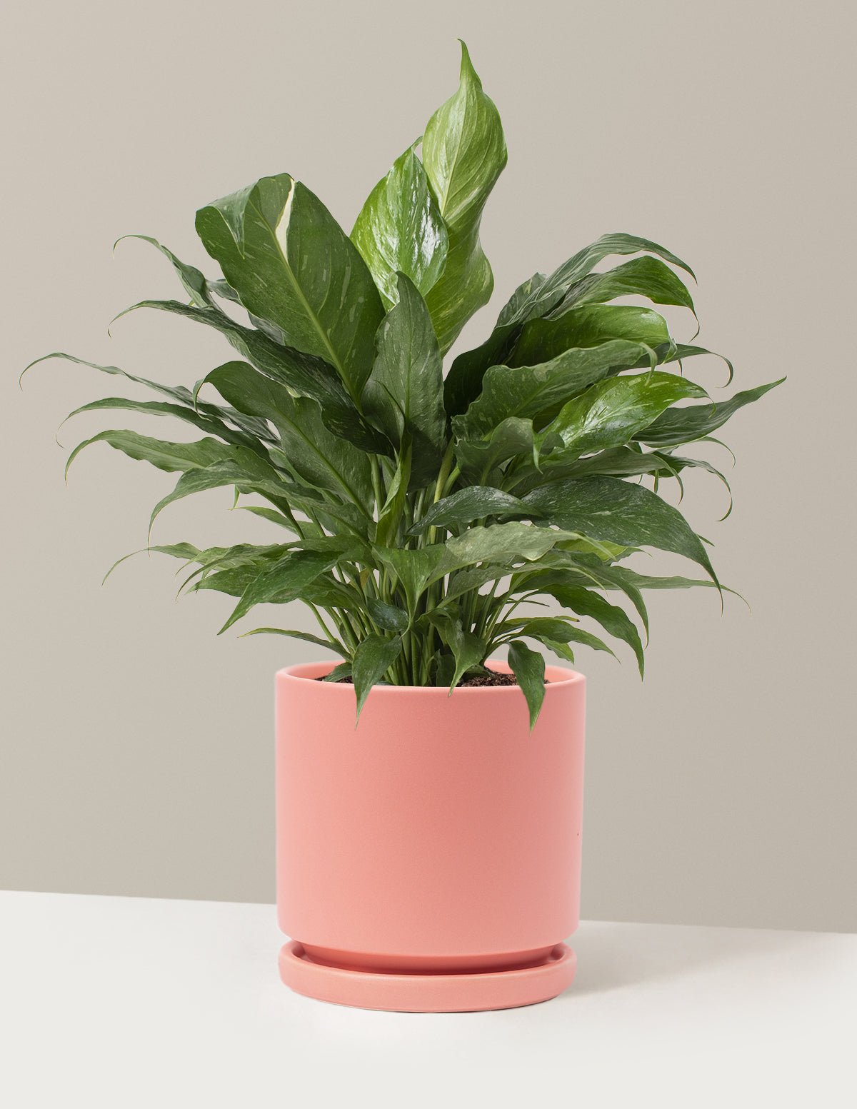 Peace Lily Domino