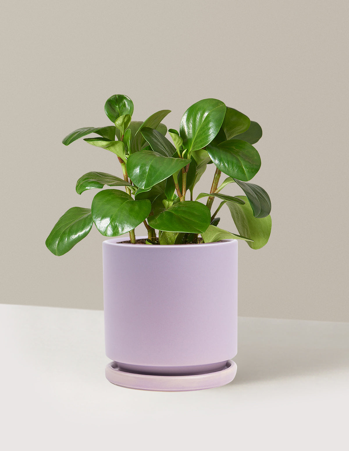 Plant Of The Month Club