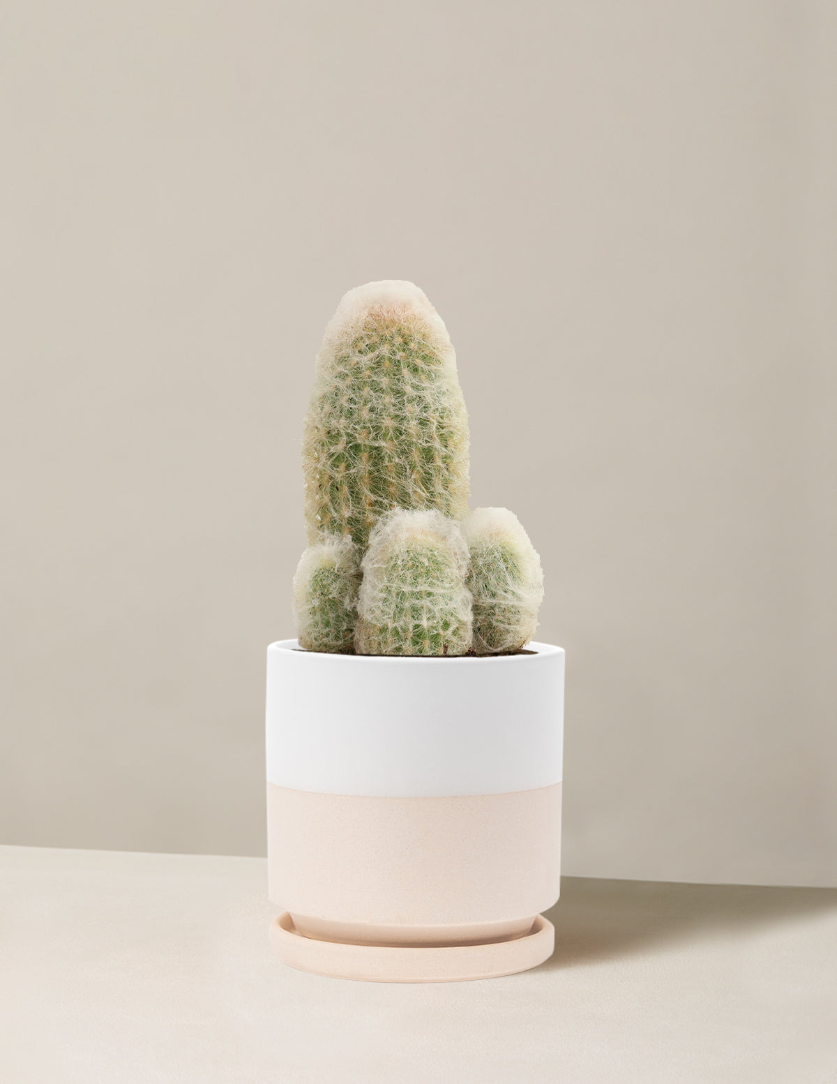 Old Man Cactus
