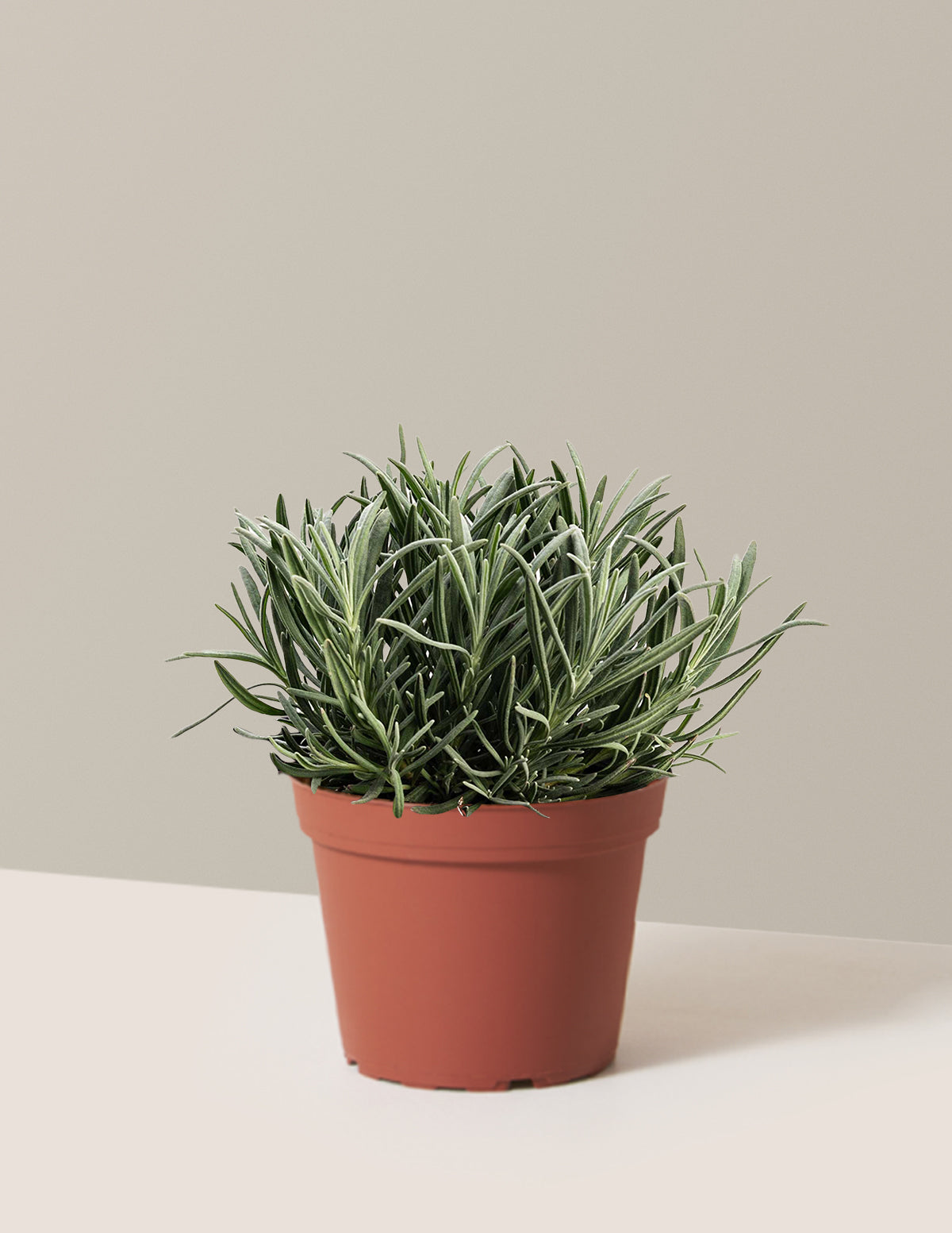 Phenomenal™ Lavender Plant