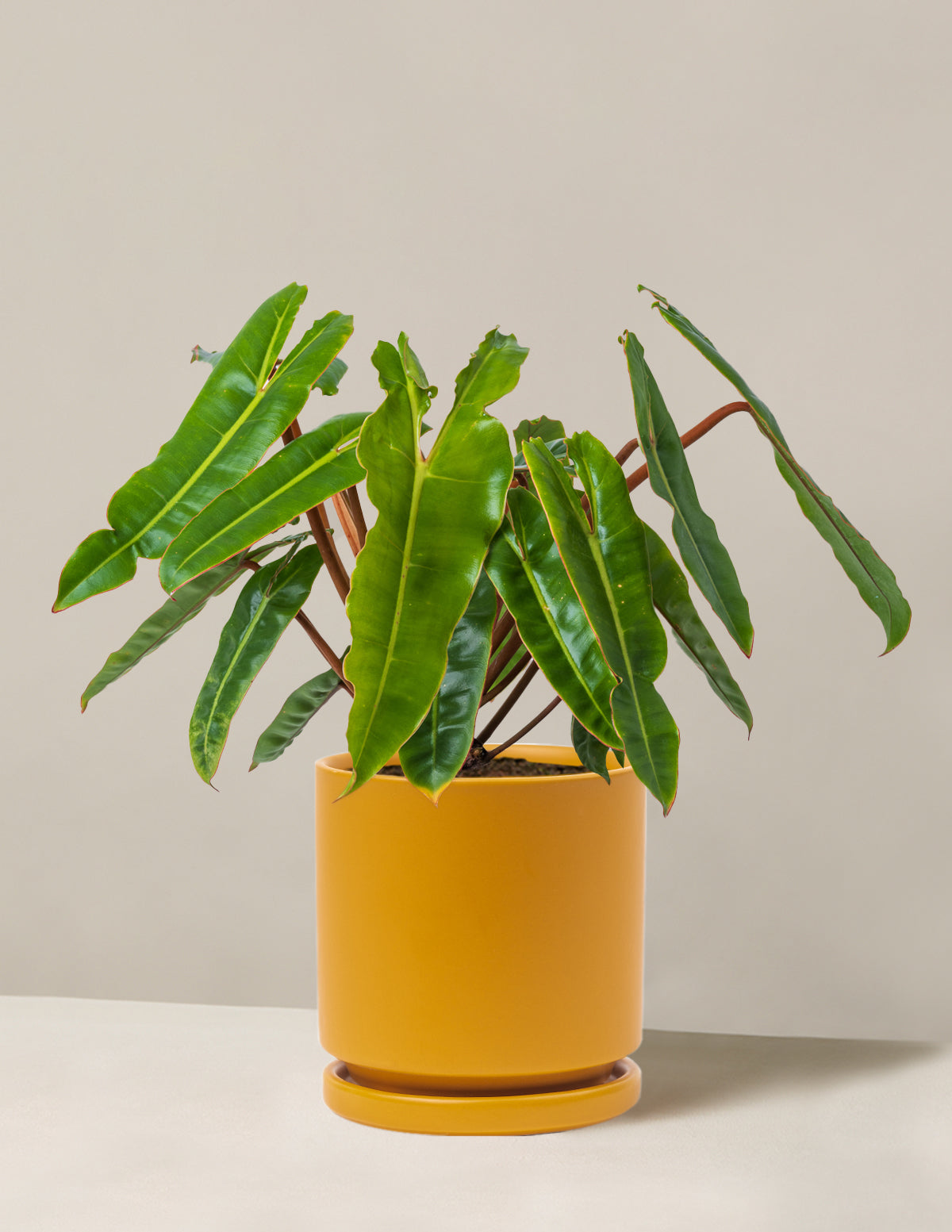 Philodendron Billietiae