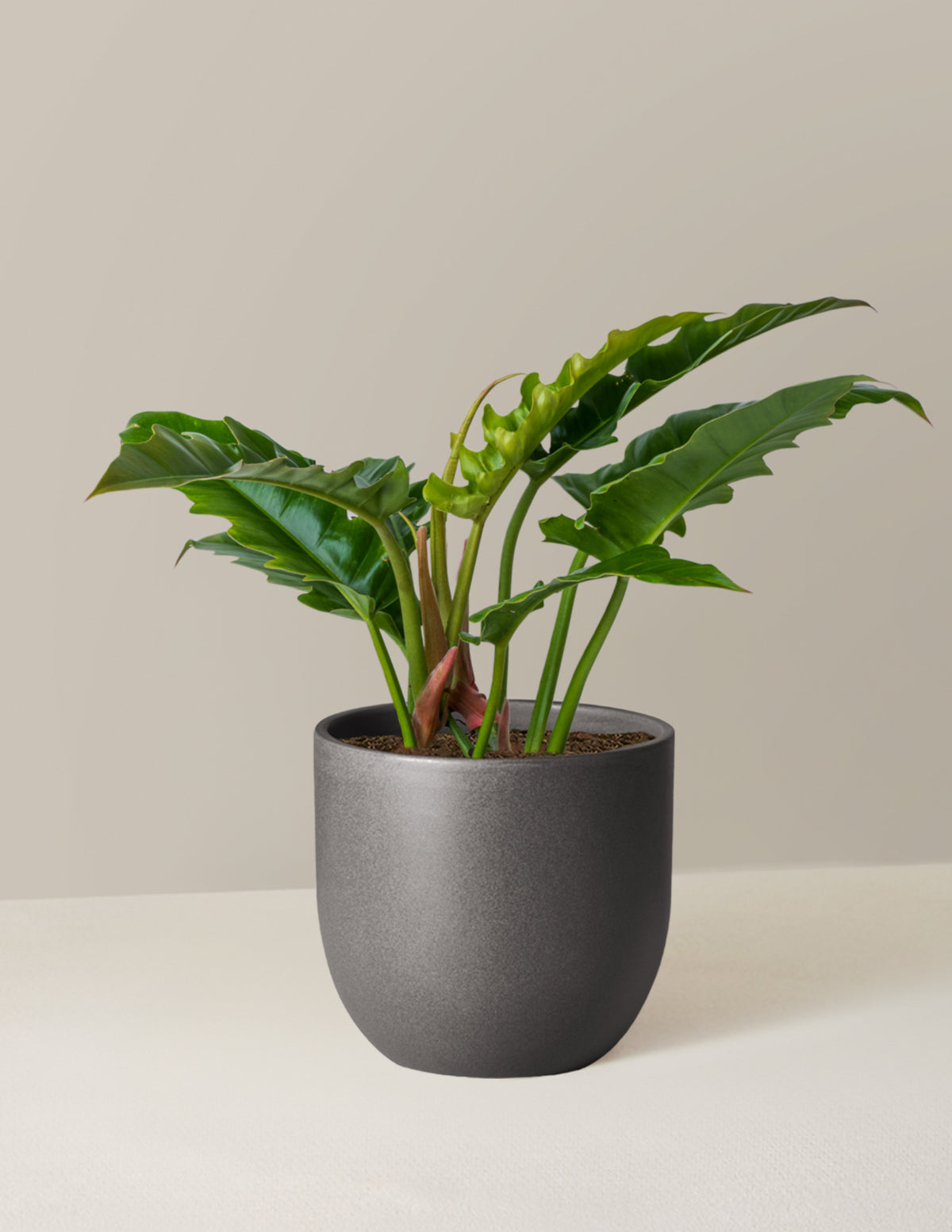 Philodendron Jungle Boogie