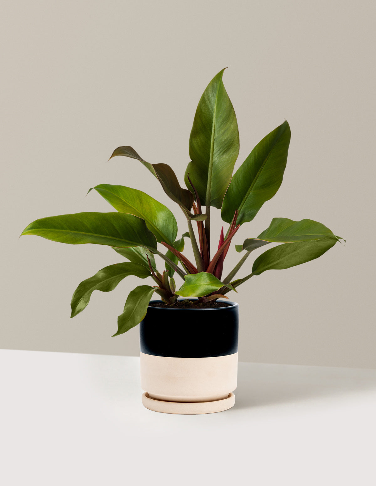 Philodendron Autumn