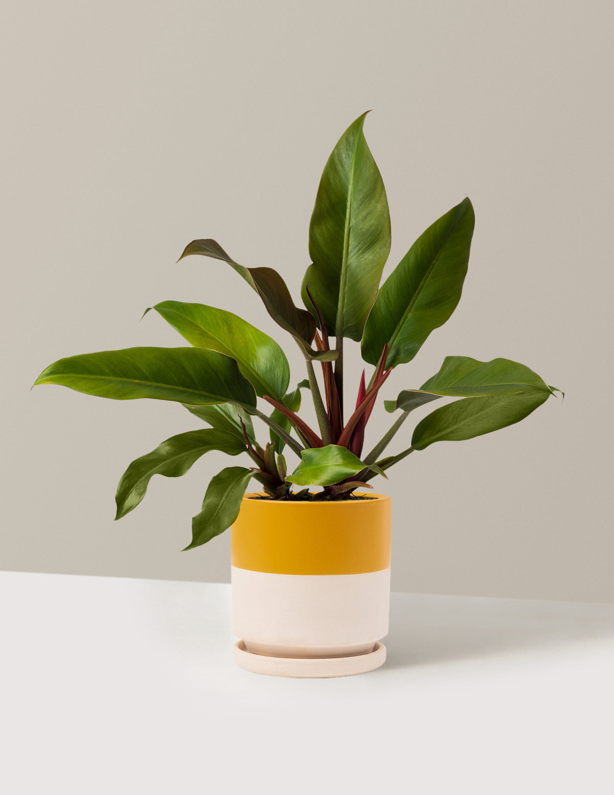 Philodendron Autumn