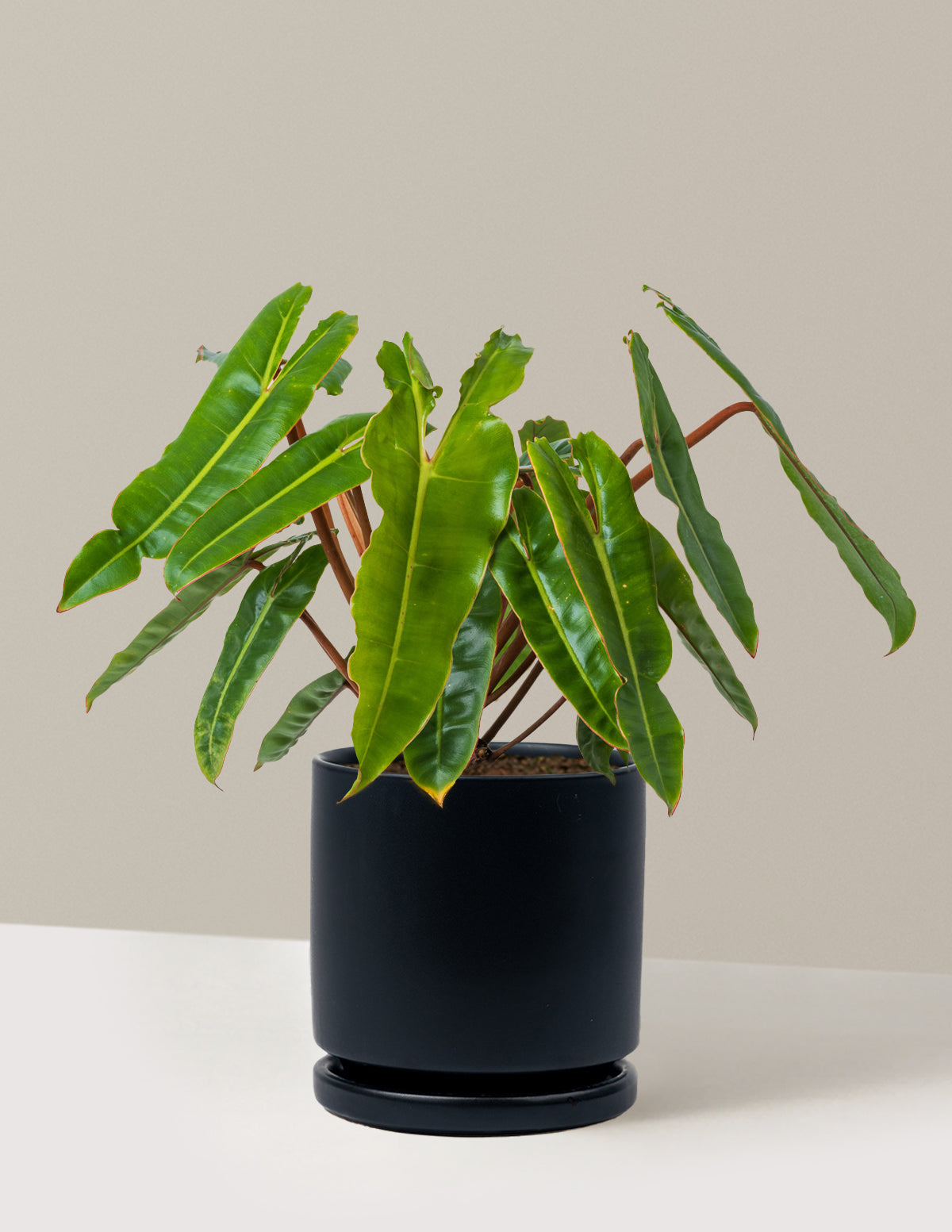 Philodendron Billietiae