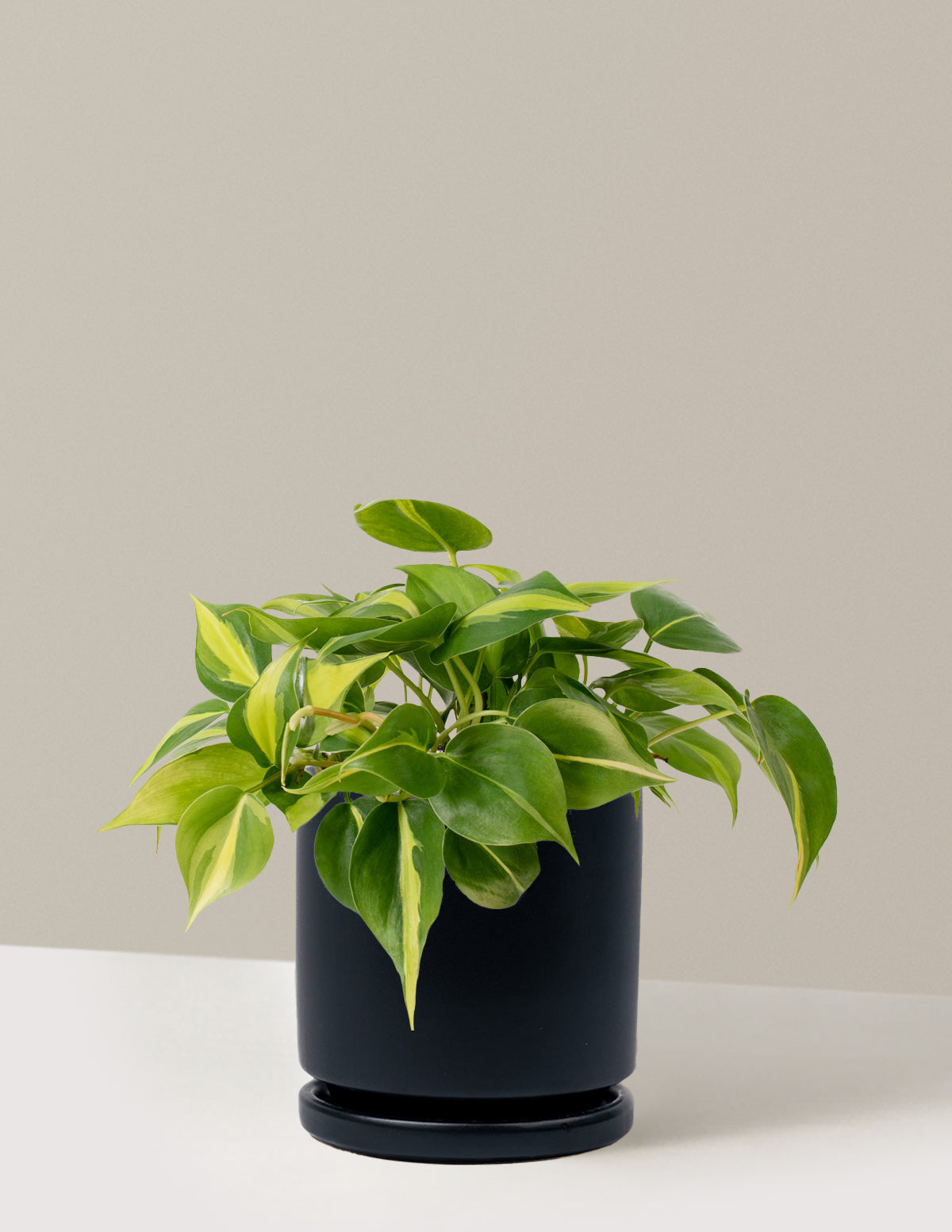 Philodendron Brasil