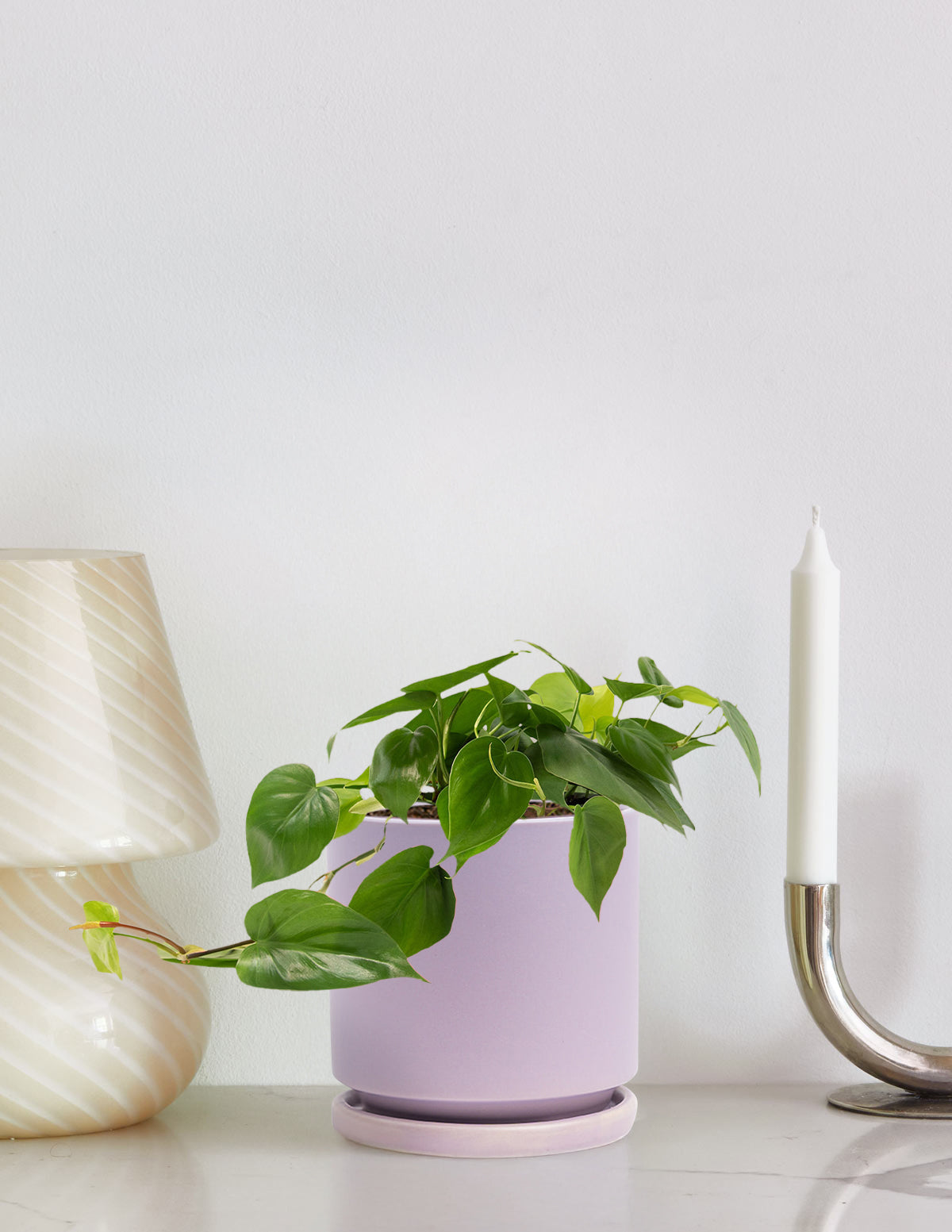 Heartleaf Philodendron