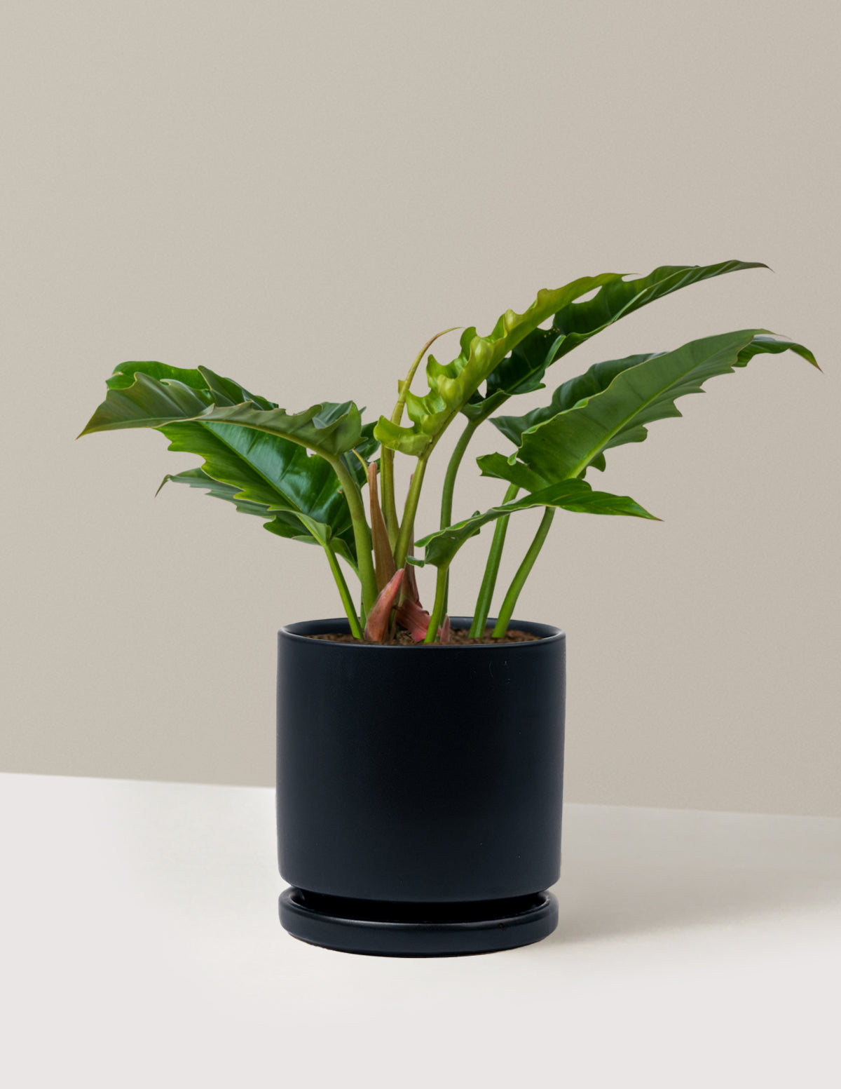 Philodendron Jungle Boogie