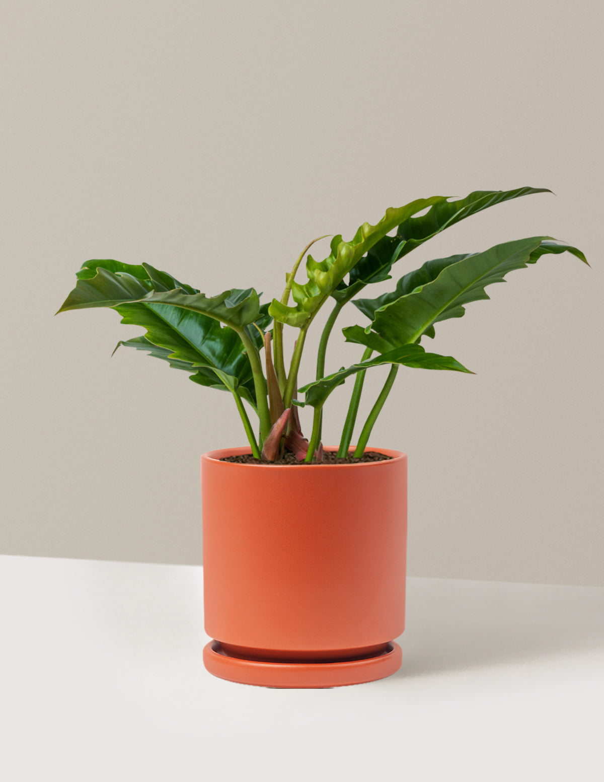 Philodendron Jungle Boogie