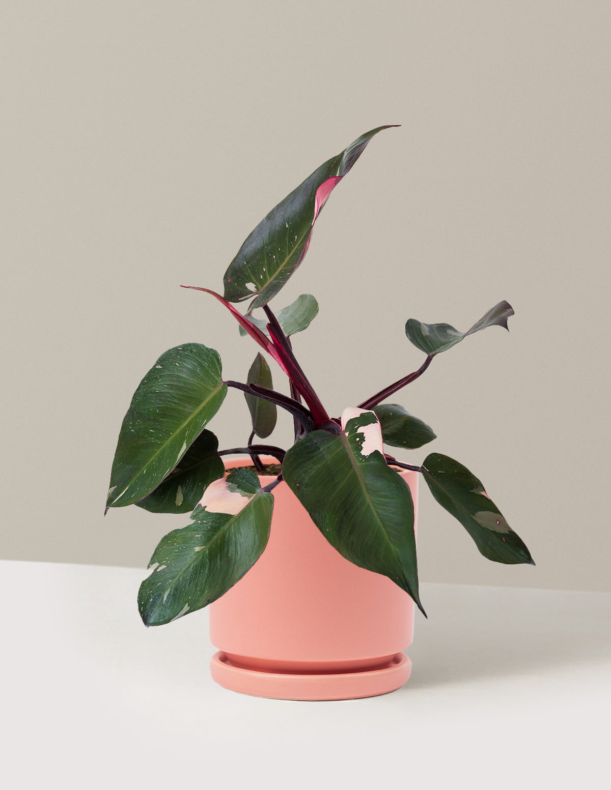 Philodendron Pink Princess