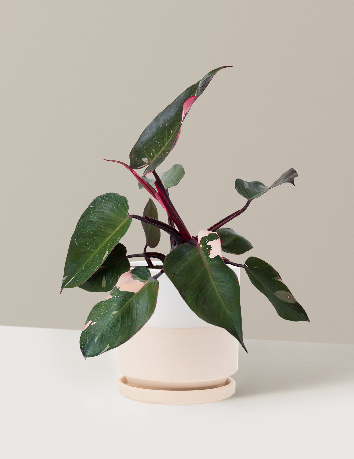 Philodendron Pink Princess