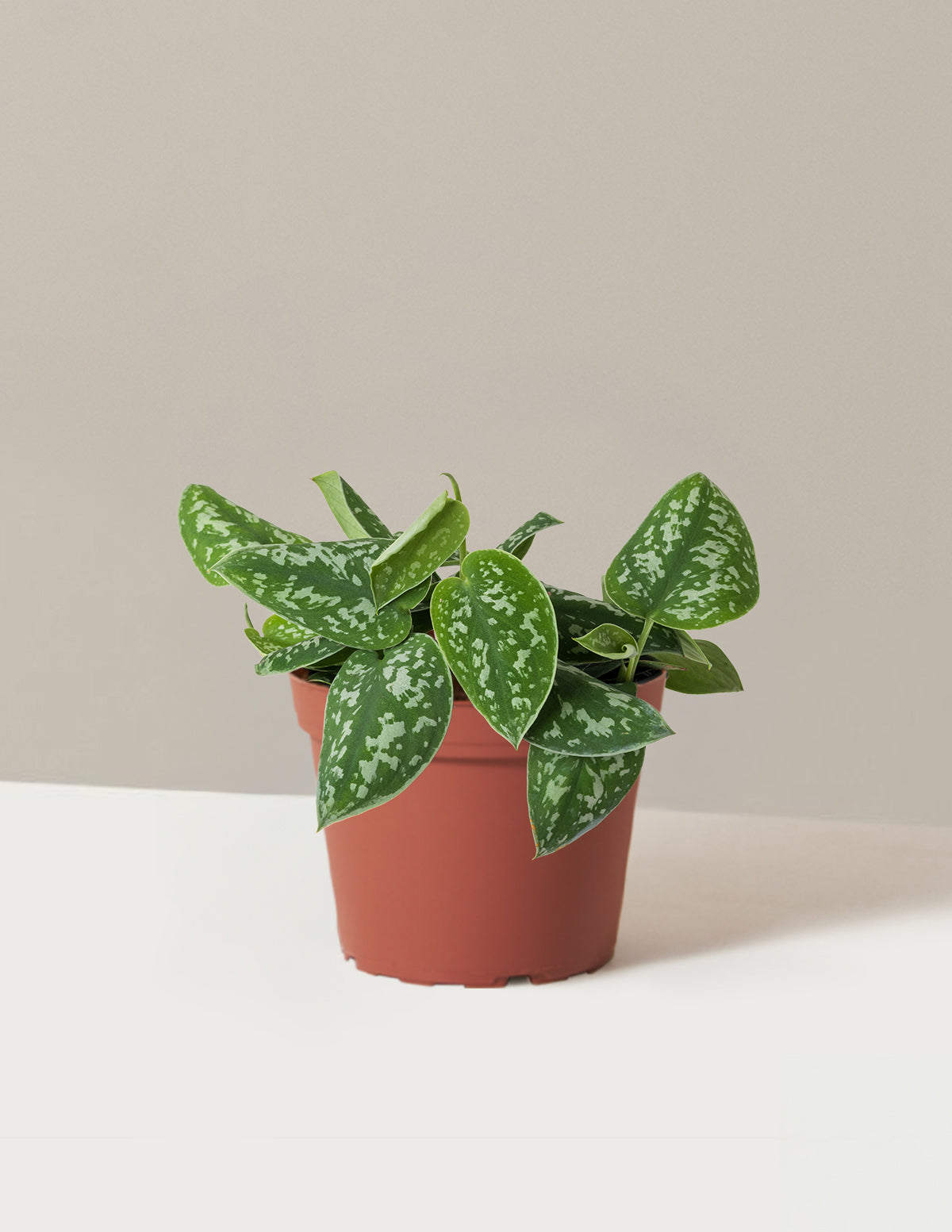 Philodendron Silver