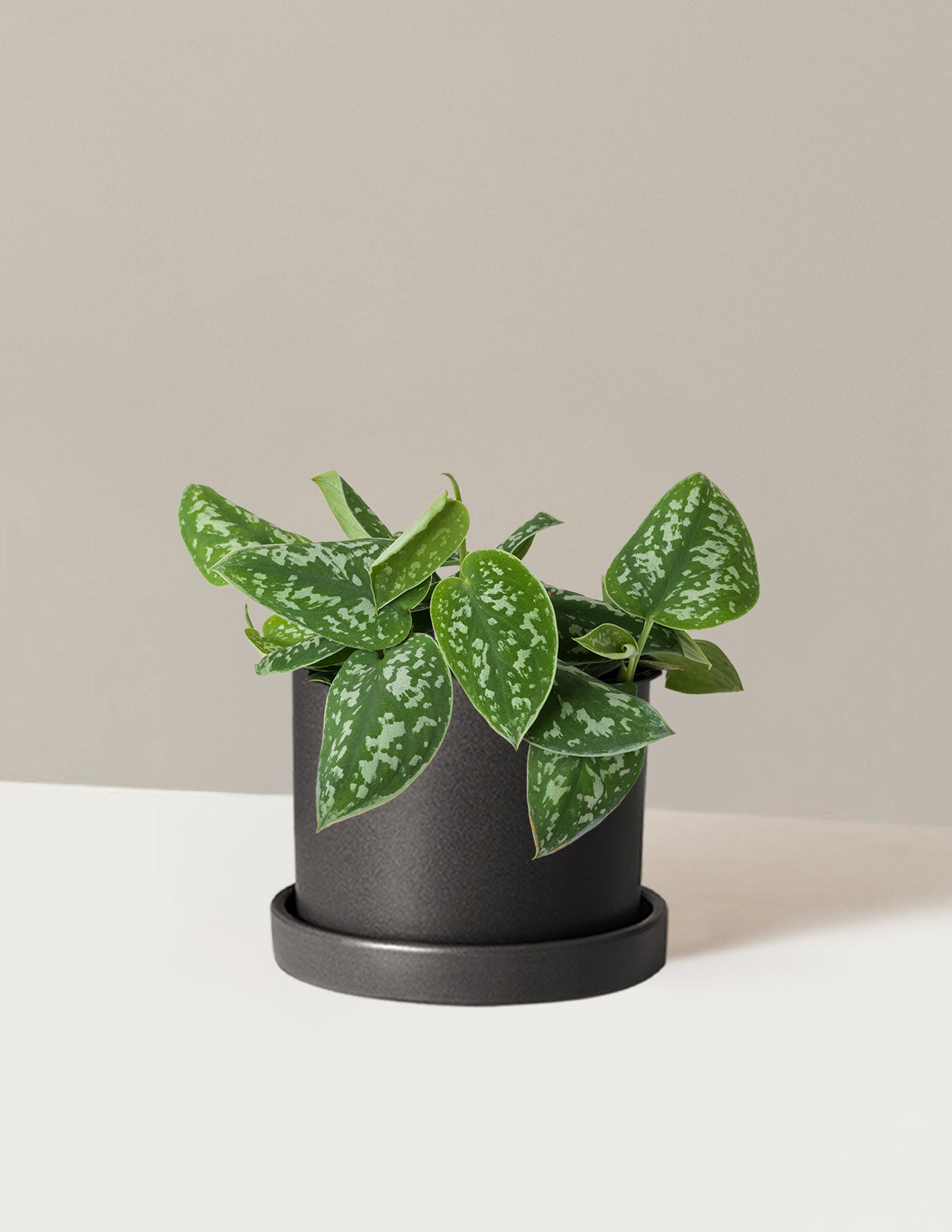 Philodendron Silver