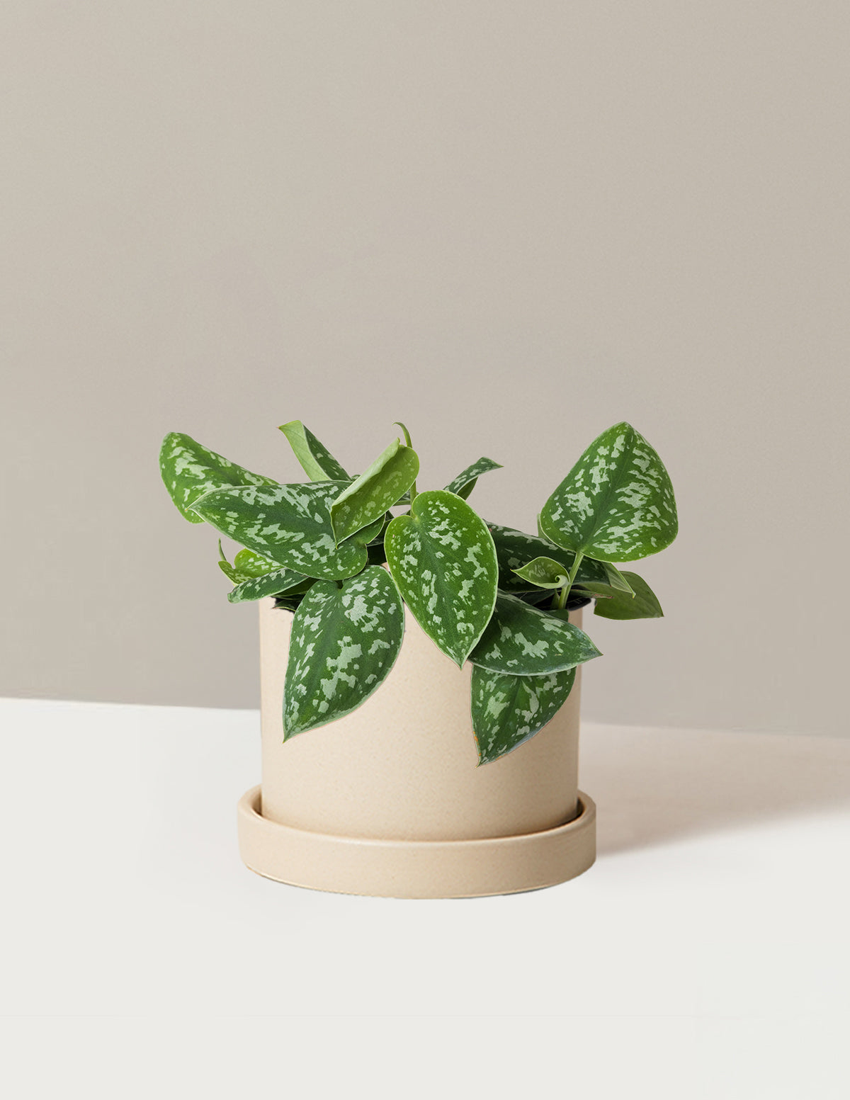 Philodendron Silver