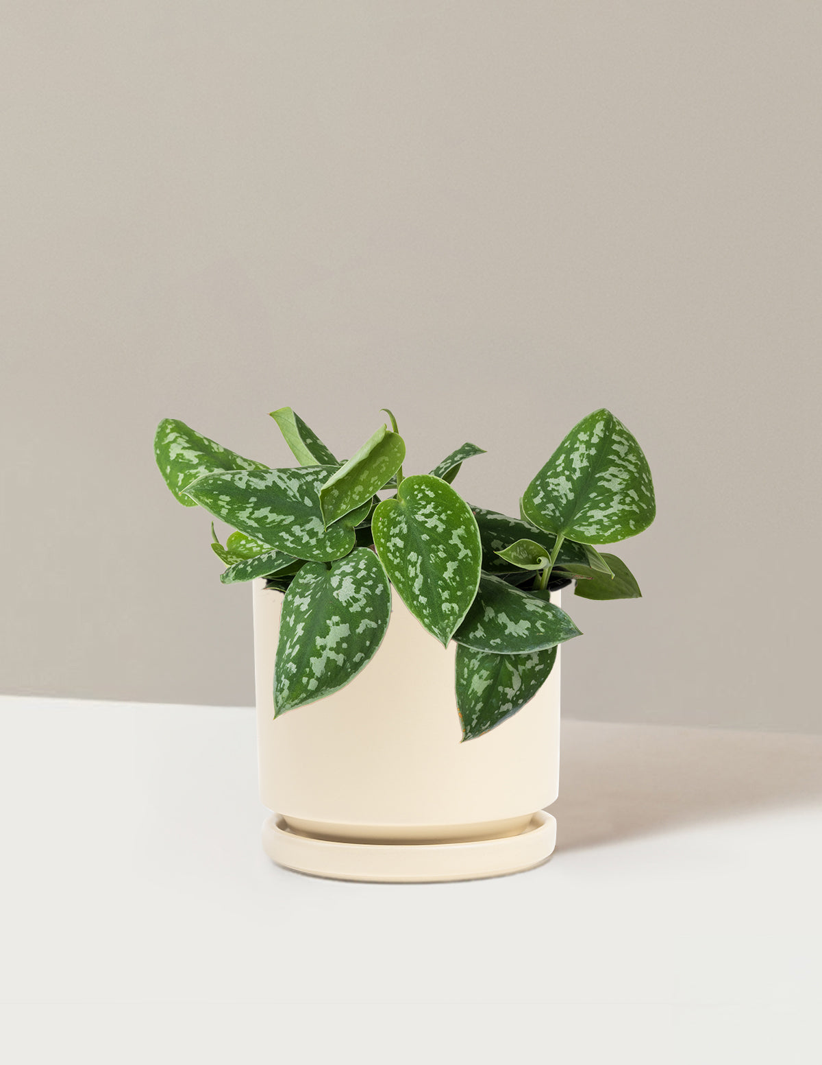 Philodendron Silver