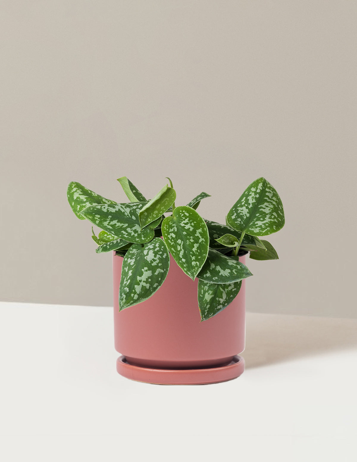 Philodendron Silver