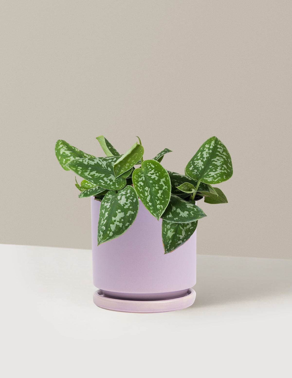 Philodendron Silver