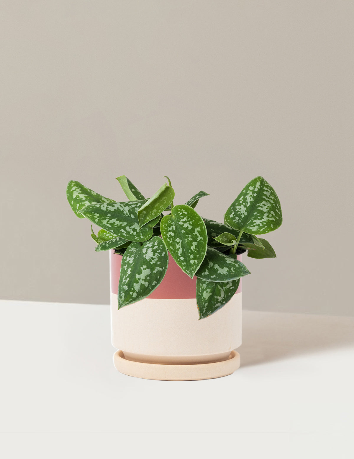 Philodendron Silver