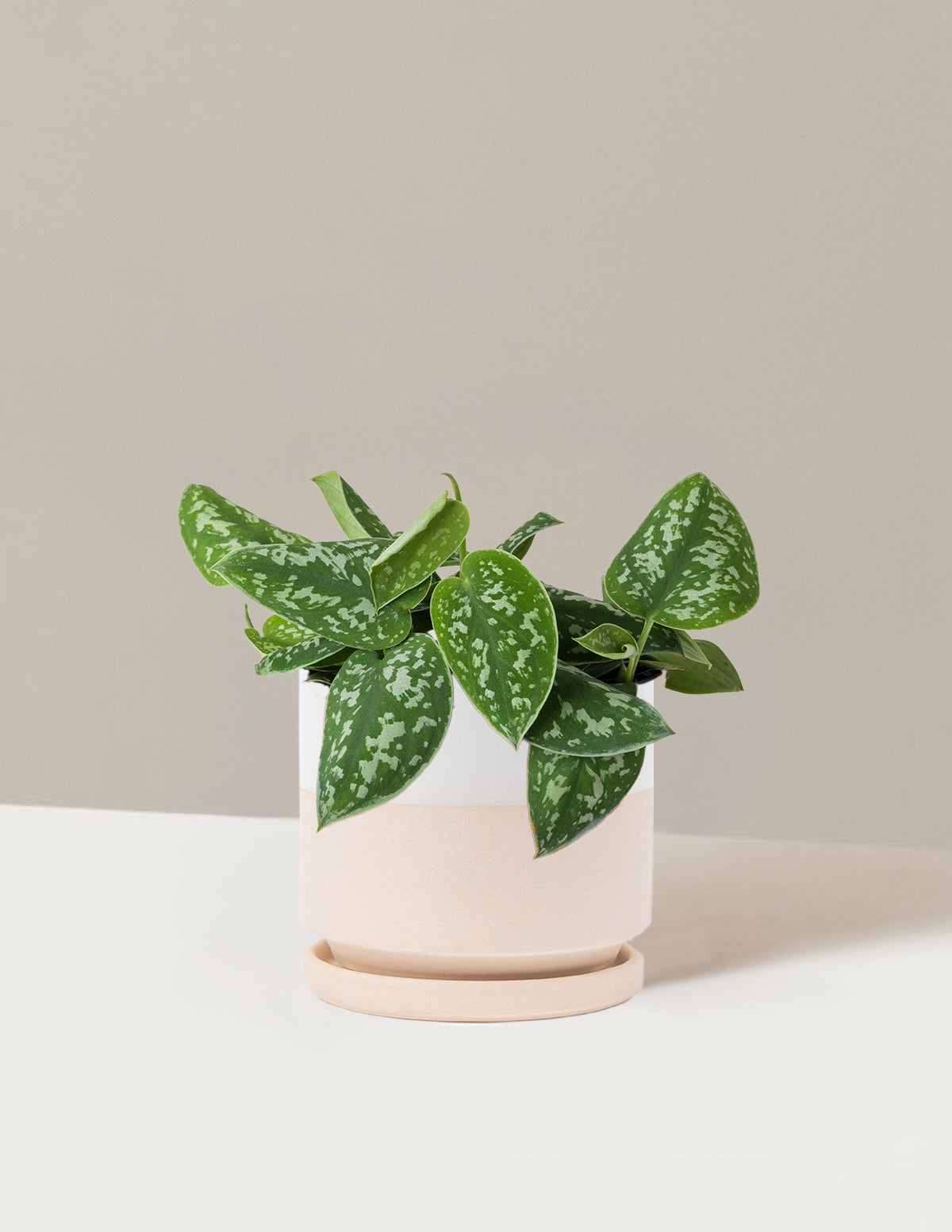 Philodendron Silver
