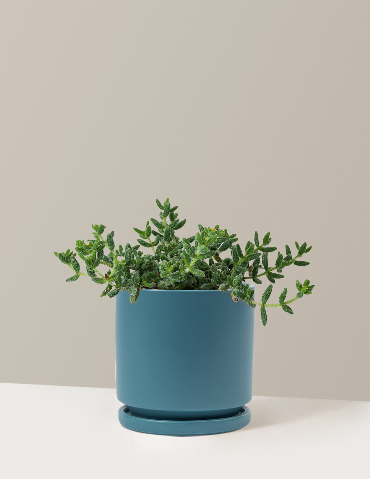 Pickle Plant