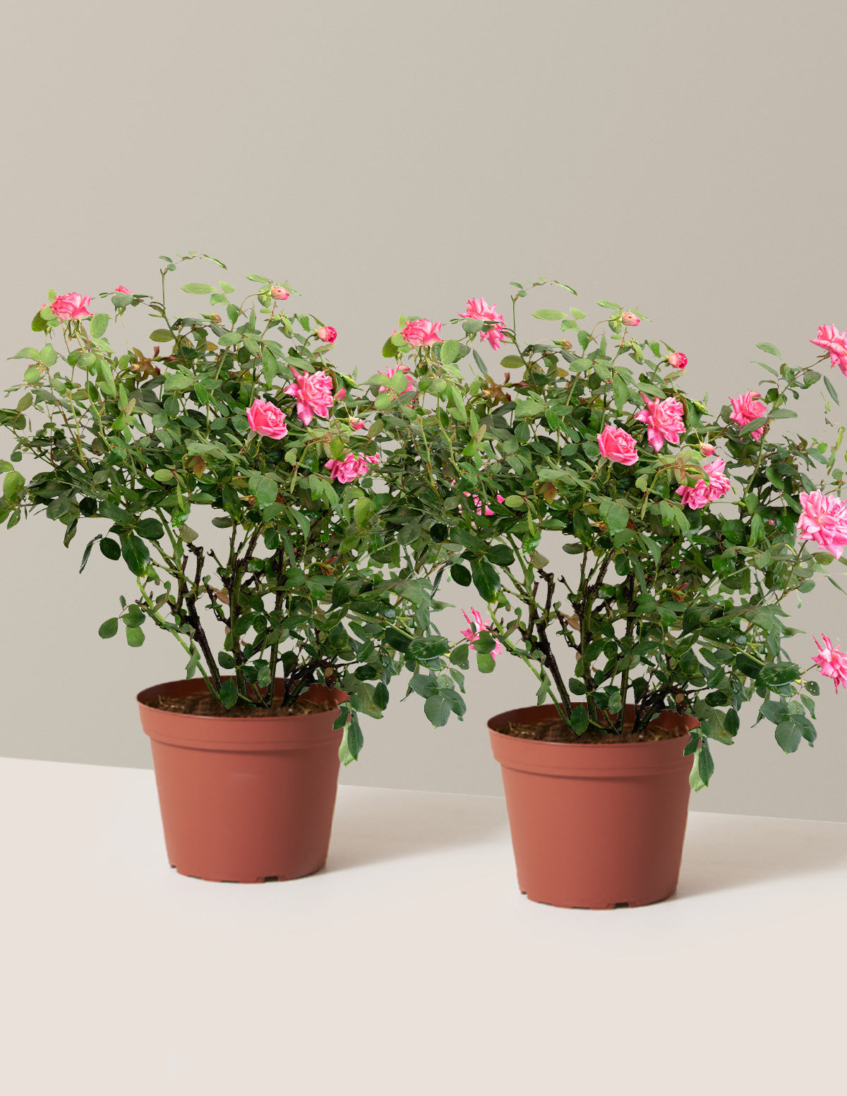 Pink Double Knock Out® Rose