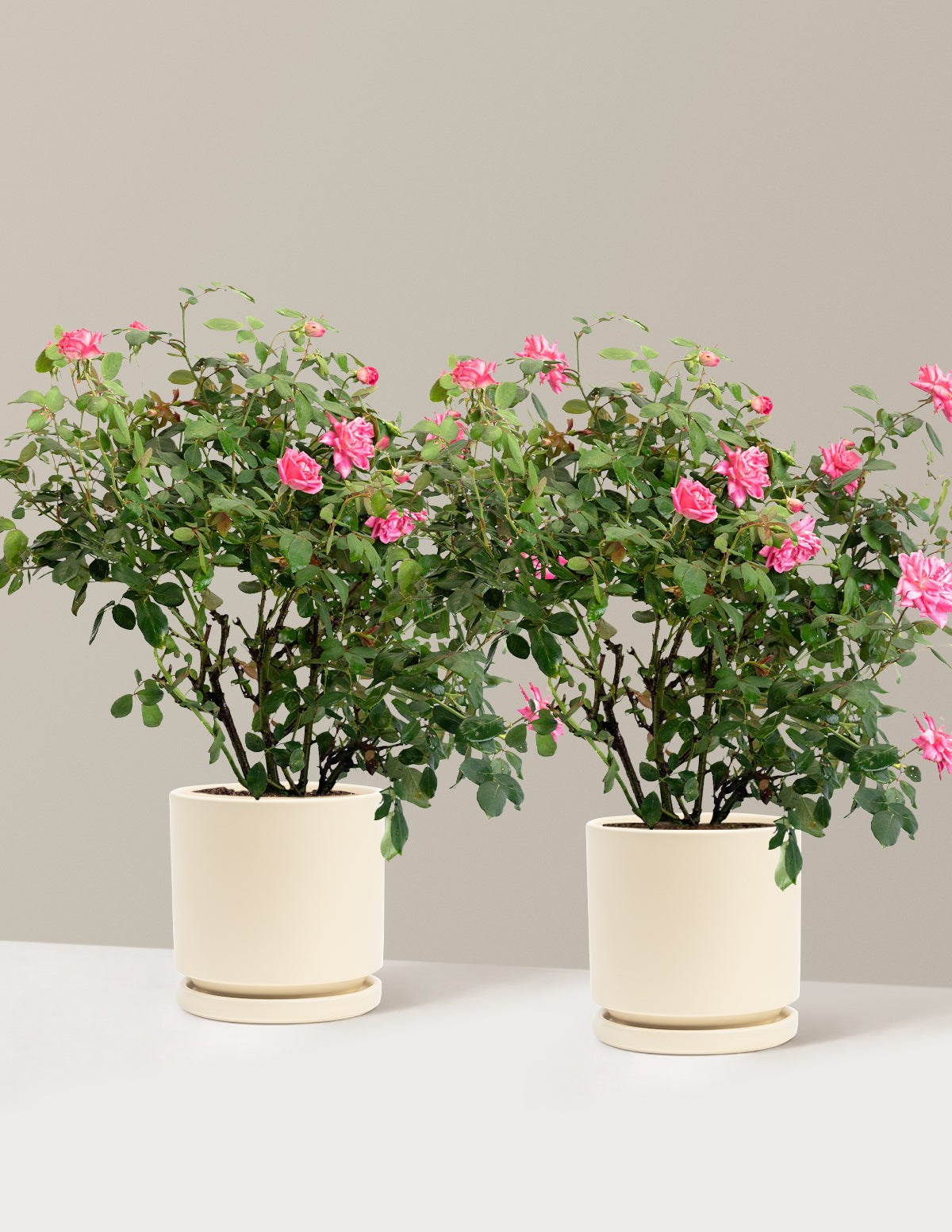 Pink Double Knock Out® Rose