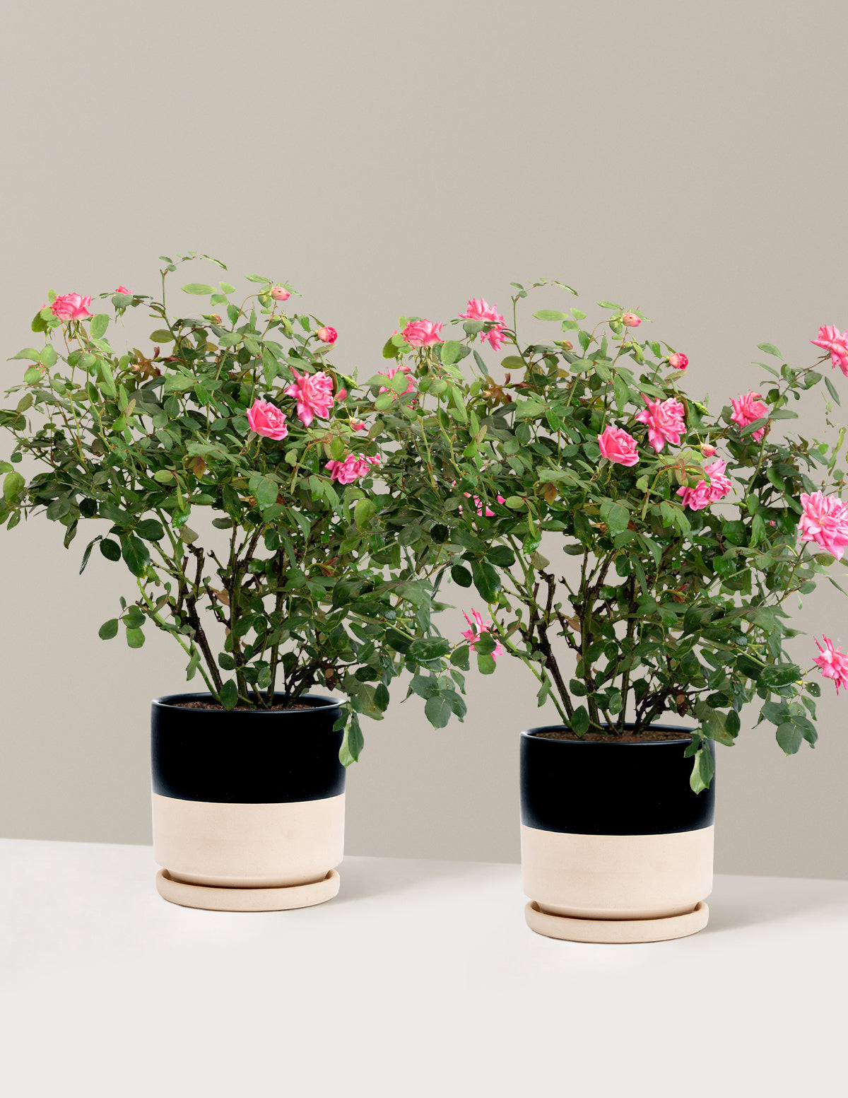 Pink Double Knock Out® Rose