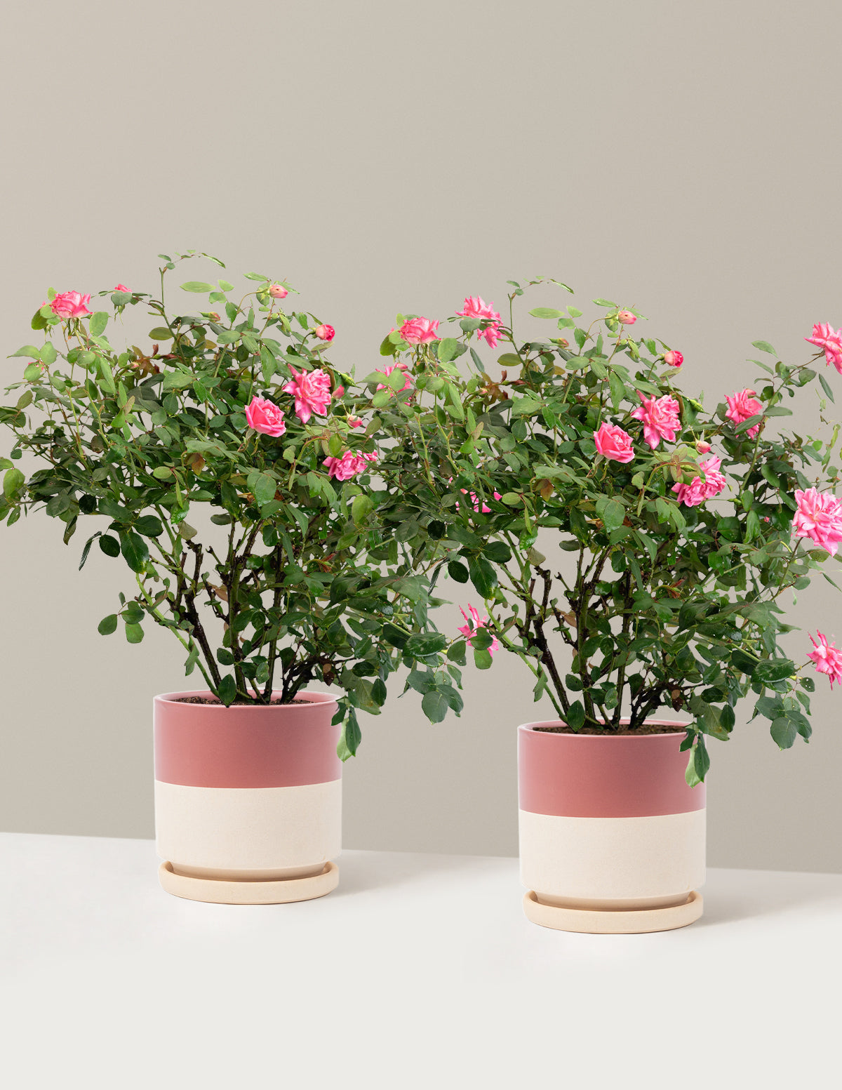 Pink Double Knock Out® Rose